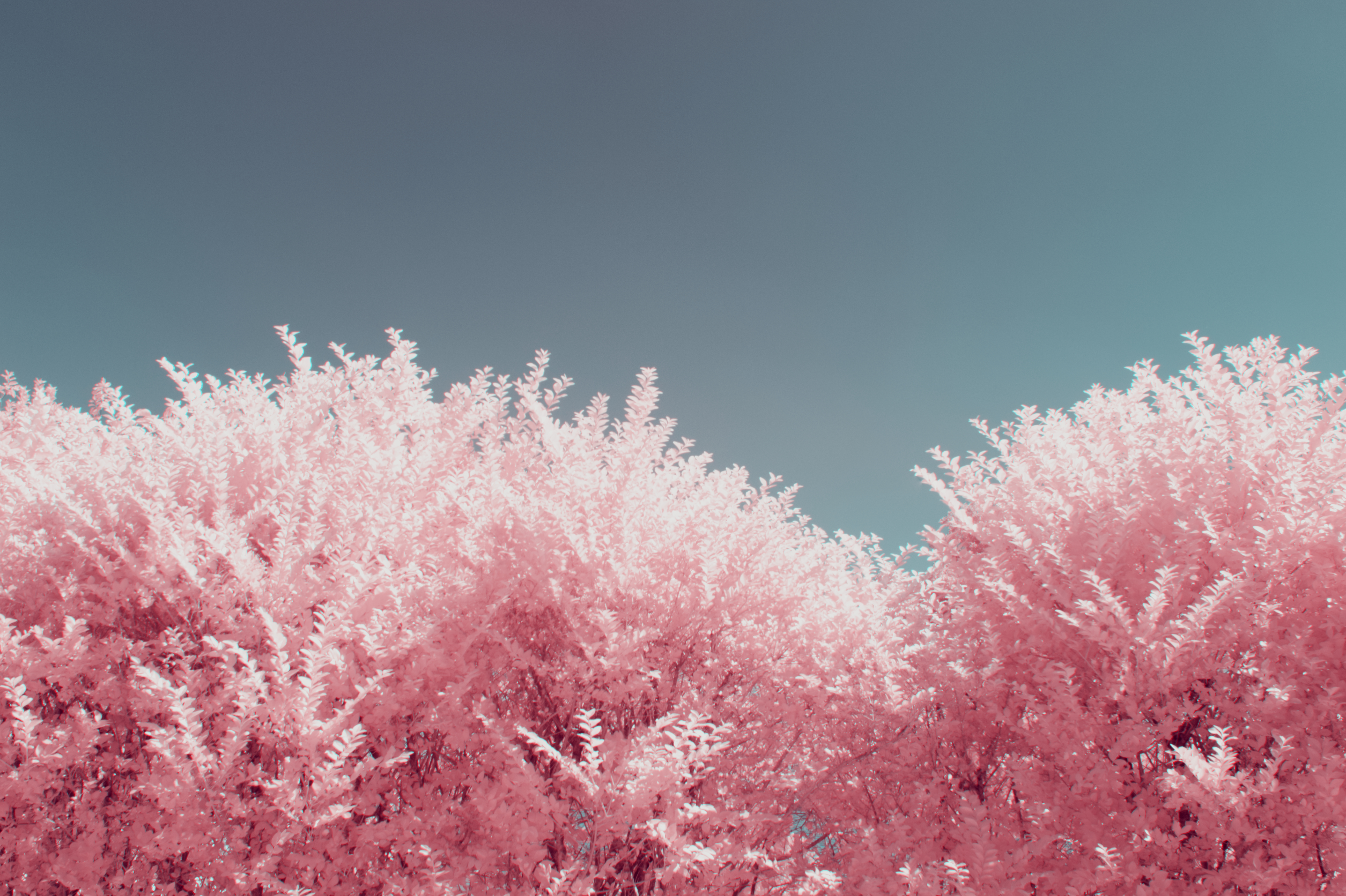 Pink foliage against a teal sky HD Wallpaper