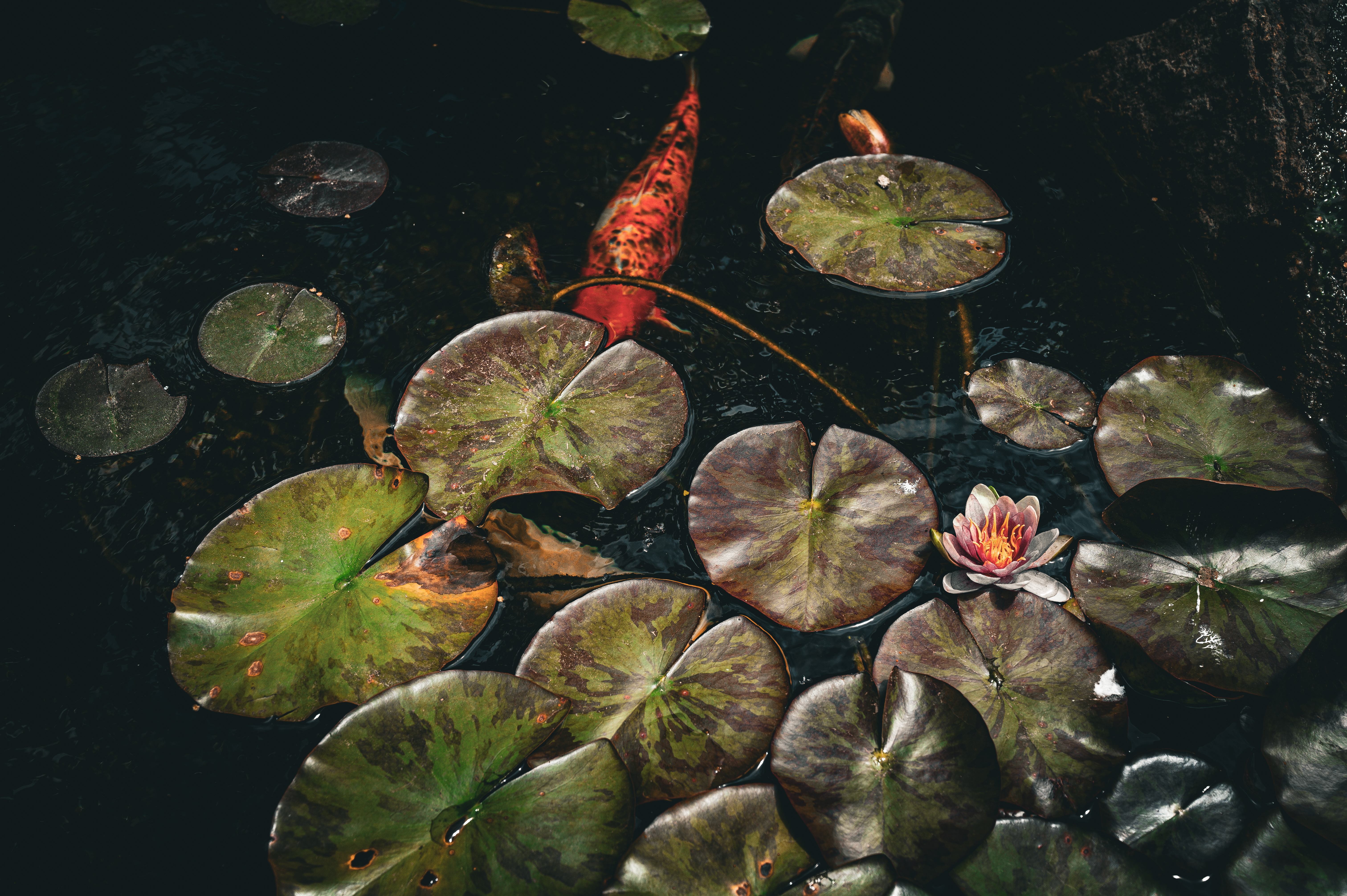 Koi fish swims among lily pads in a pond HD Wallpaper