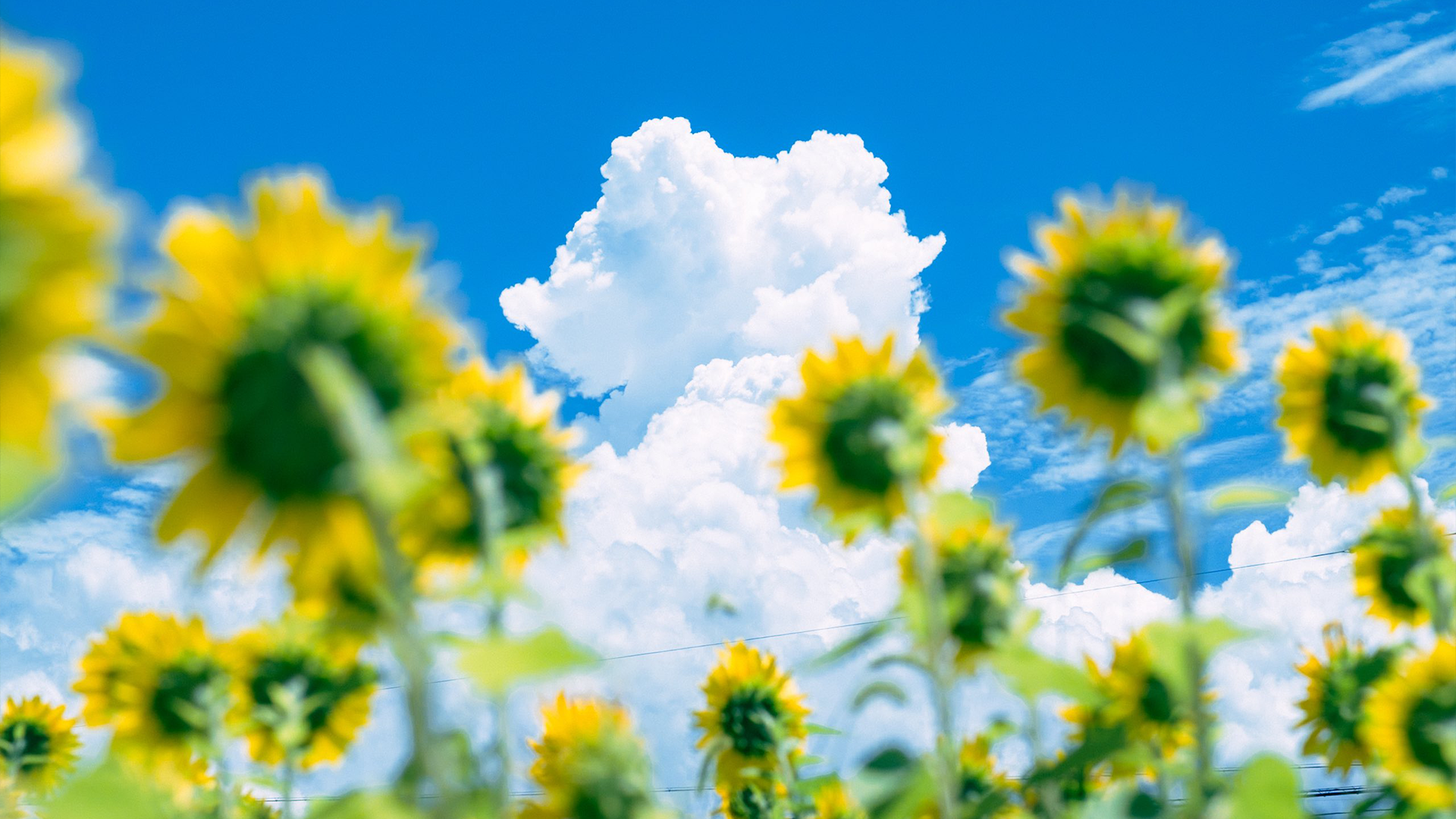Sunflowers against a bright blue sky with clouds HD Wallpaper