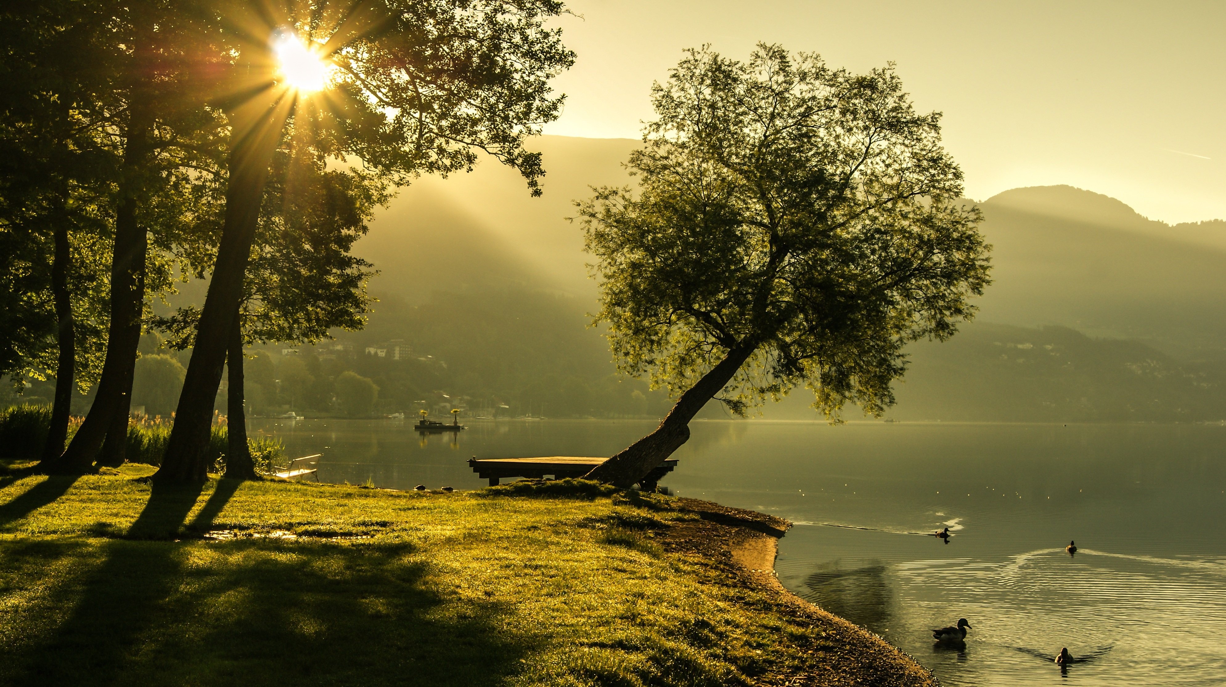 Sunlight over a lake with trees and ducks HD Wallpaper
