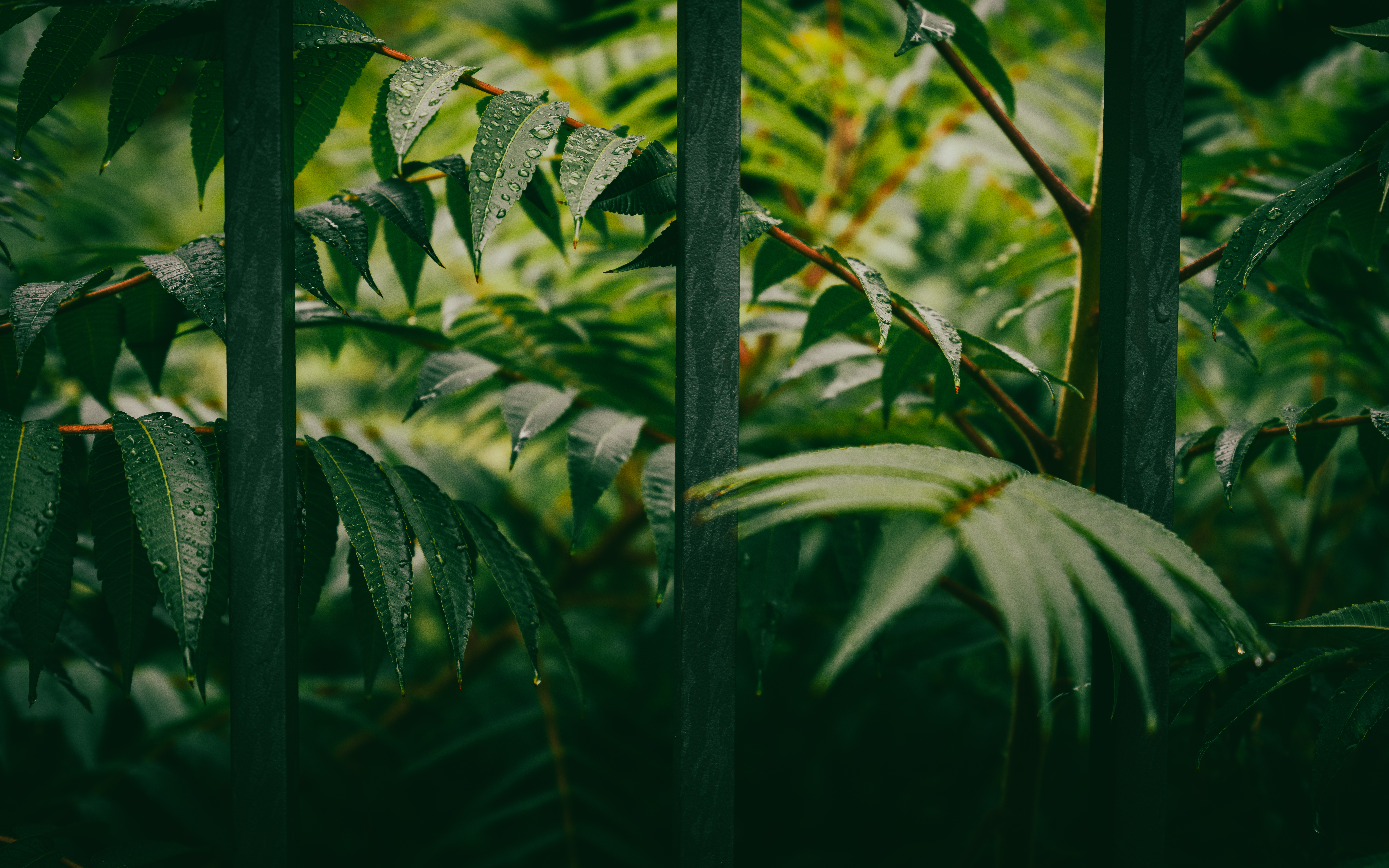 Green leaves with water drops behind a fence HD Wallpaper