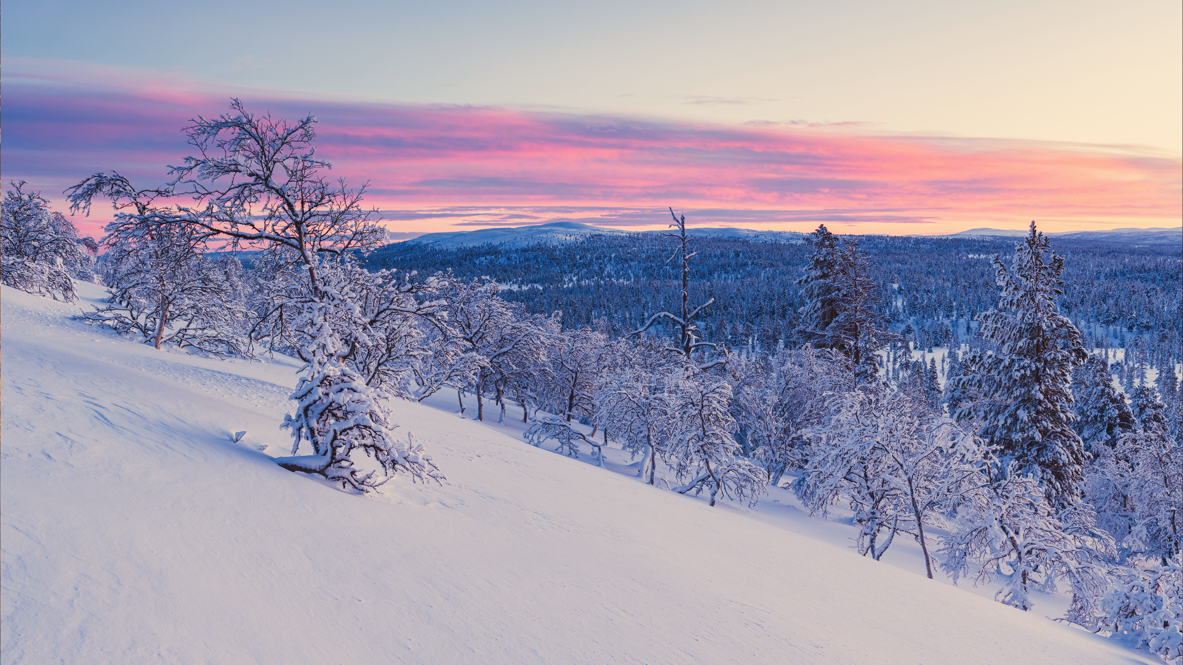 Snowy forest landscape at sunset with pink clouds HD Wallpaper