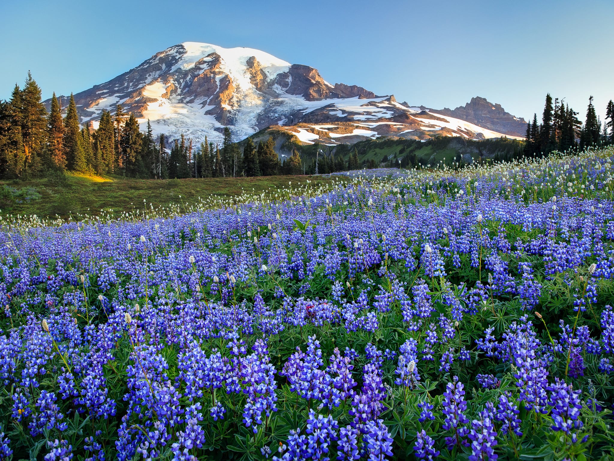 Field of purple flowers with a snowy mountain in the background HD Wallpaper