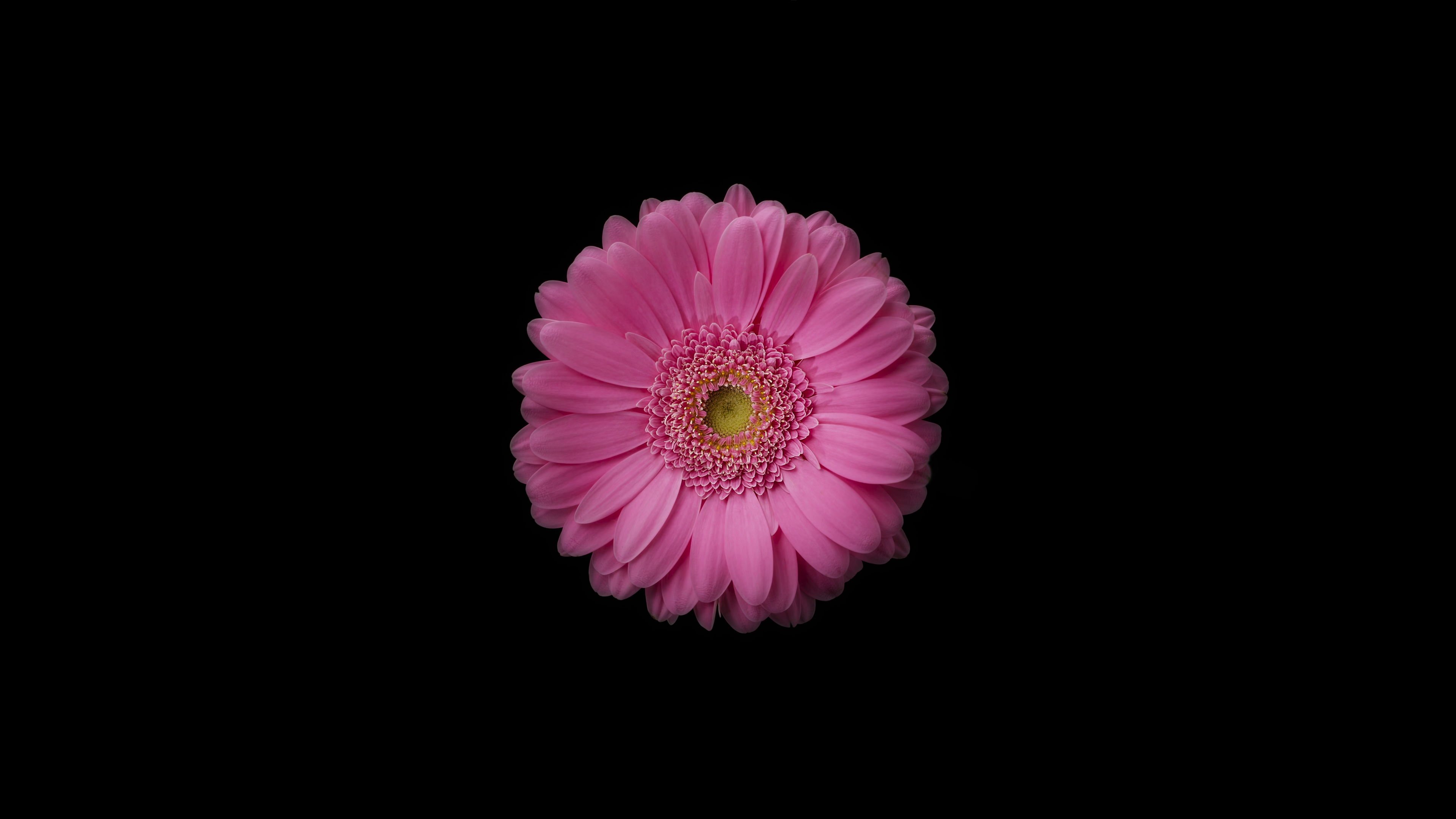 Pink Gerbera Daisy Flower on Black Background HD Wallpaper