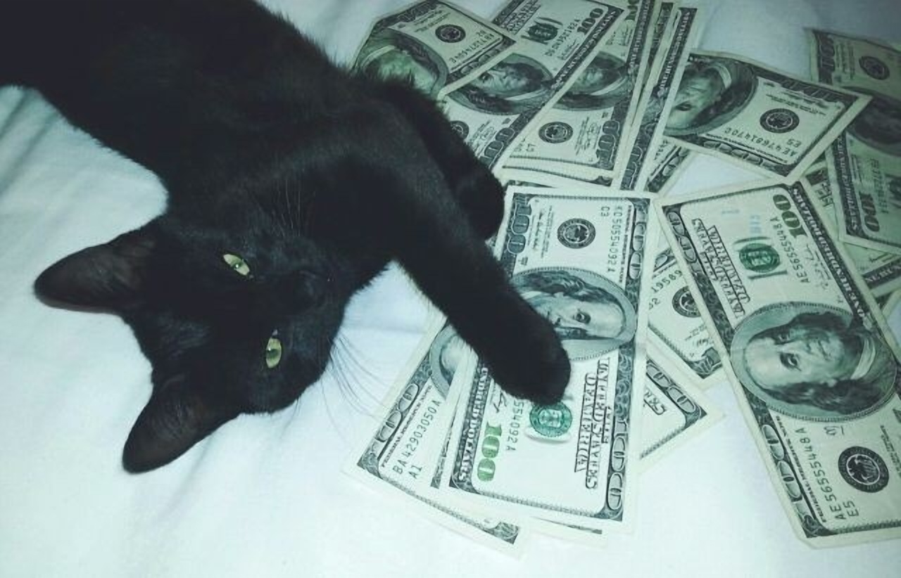Black cat with paws on US dollar bills HD Wallpaper