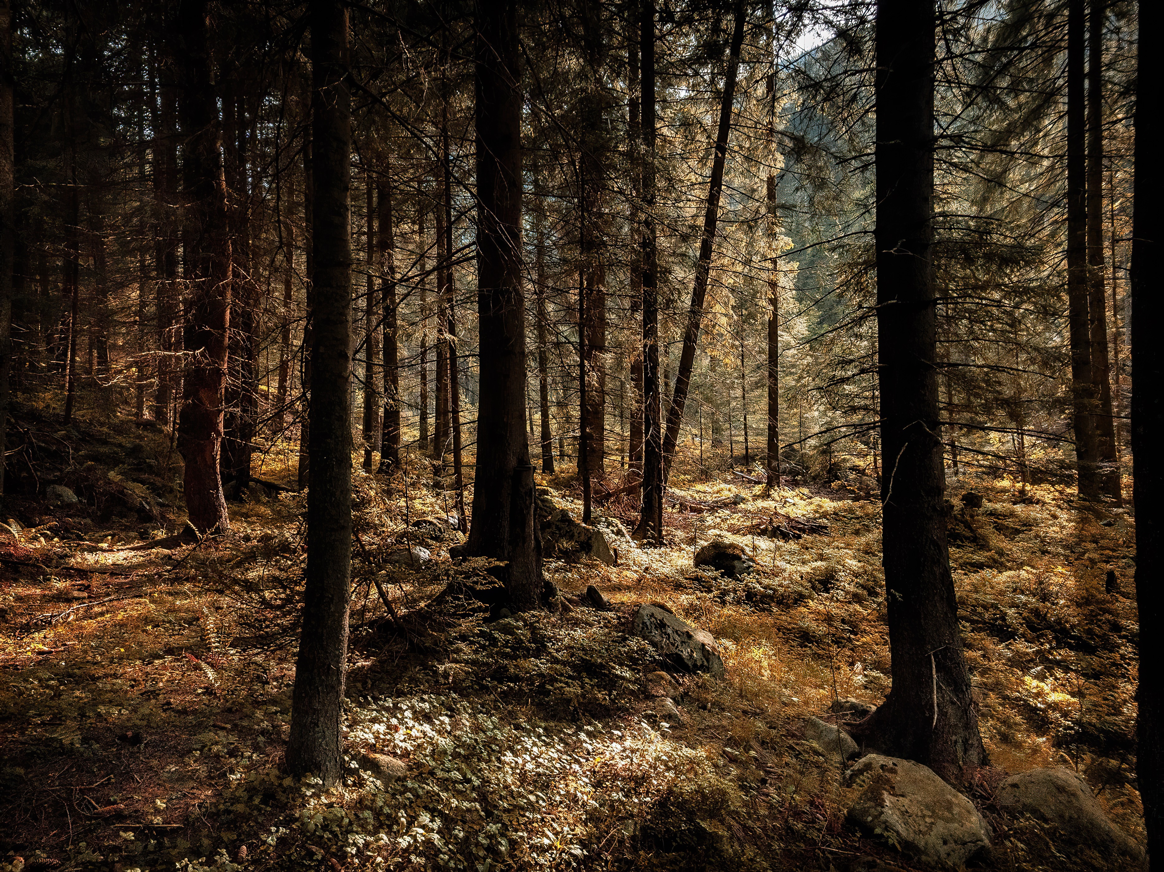 Sunlight filtering through a dense forest with rocky terrain HD Wallpaper