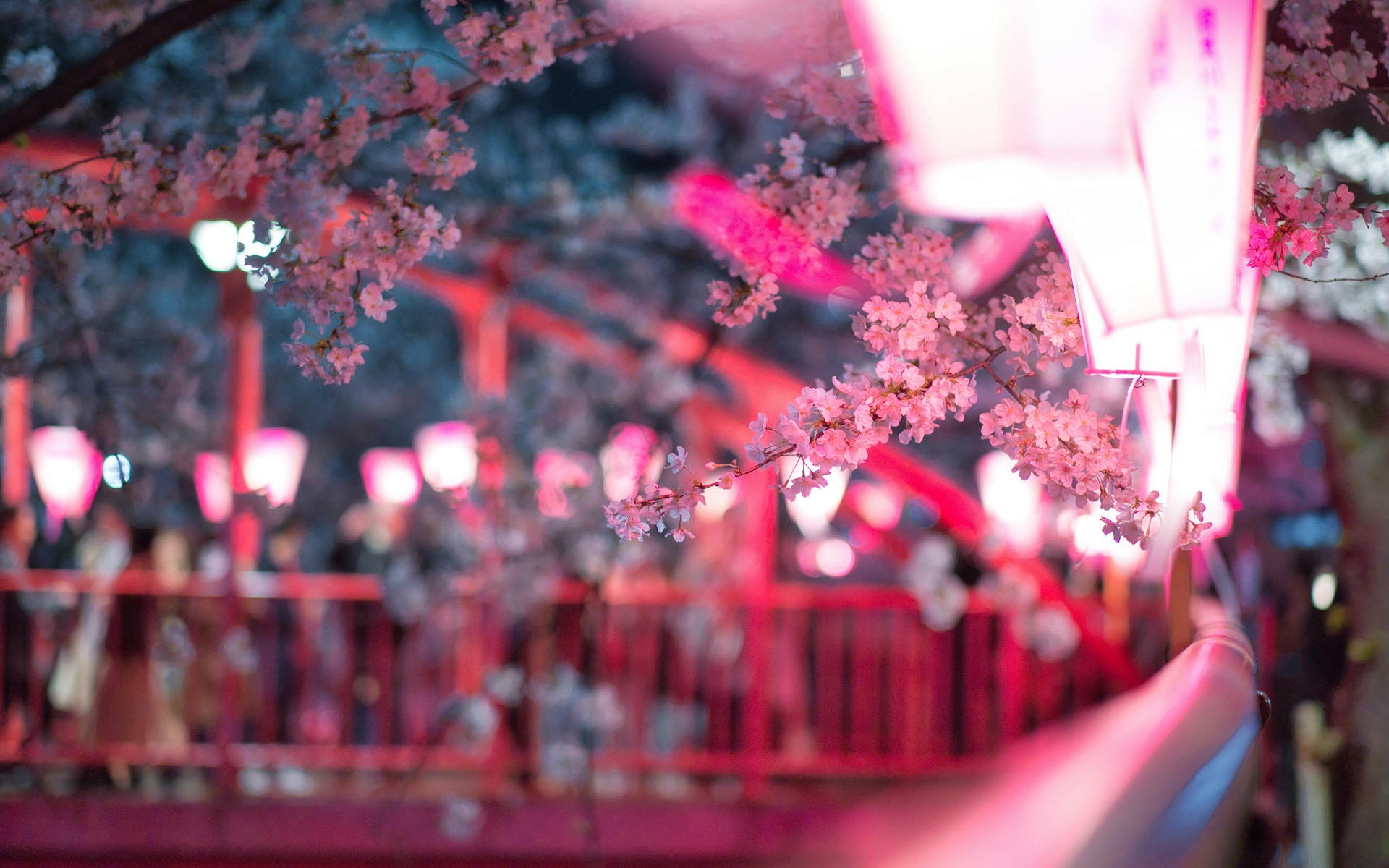 Cherry blossoms and pink lanterns at night HD Wallpaper