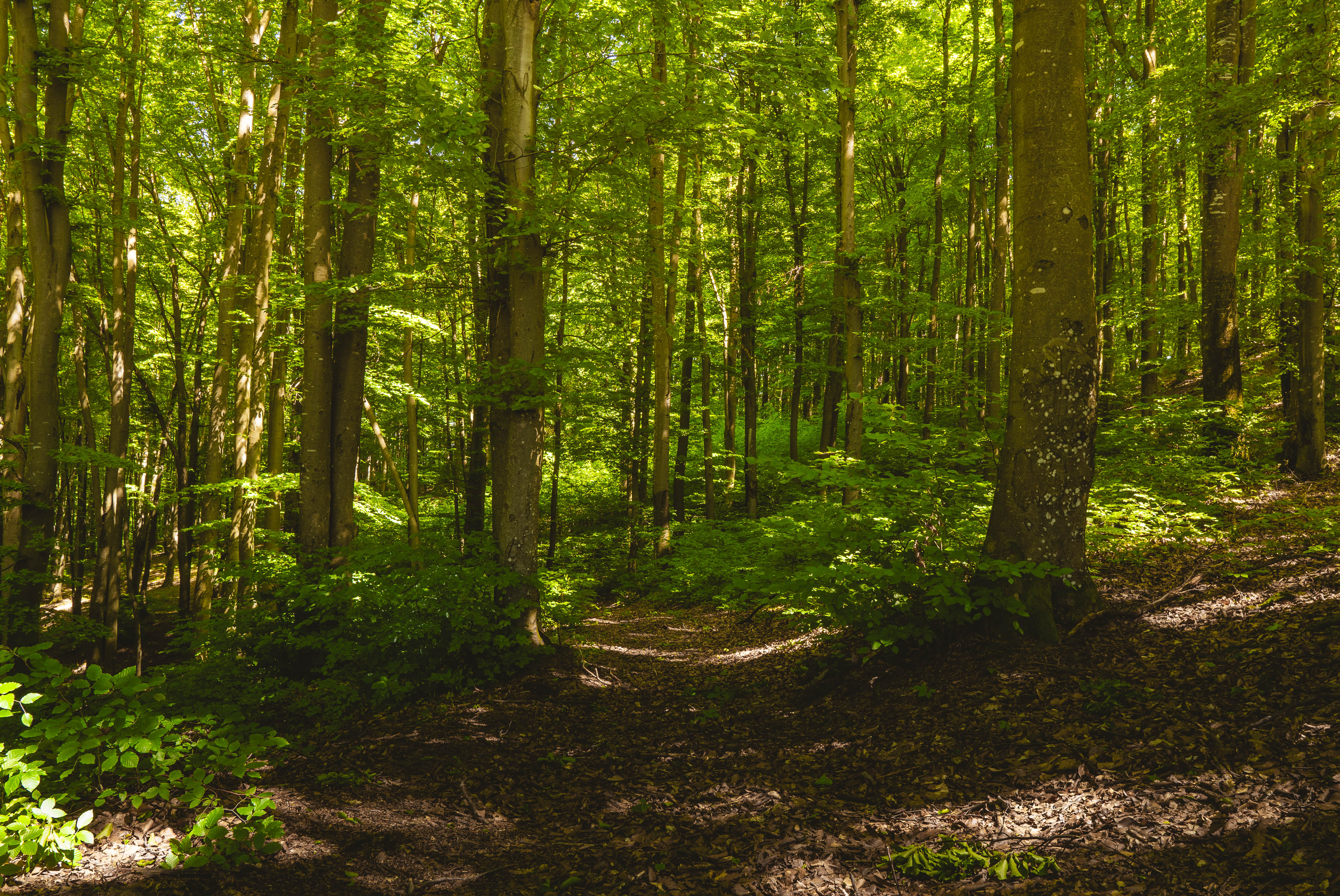Sunlight filtering through a green forest path HD Wallpaper