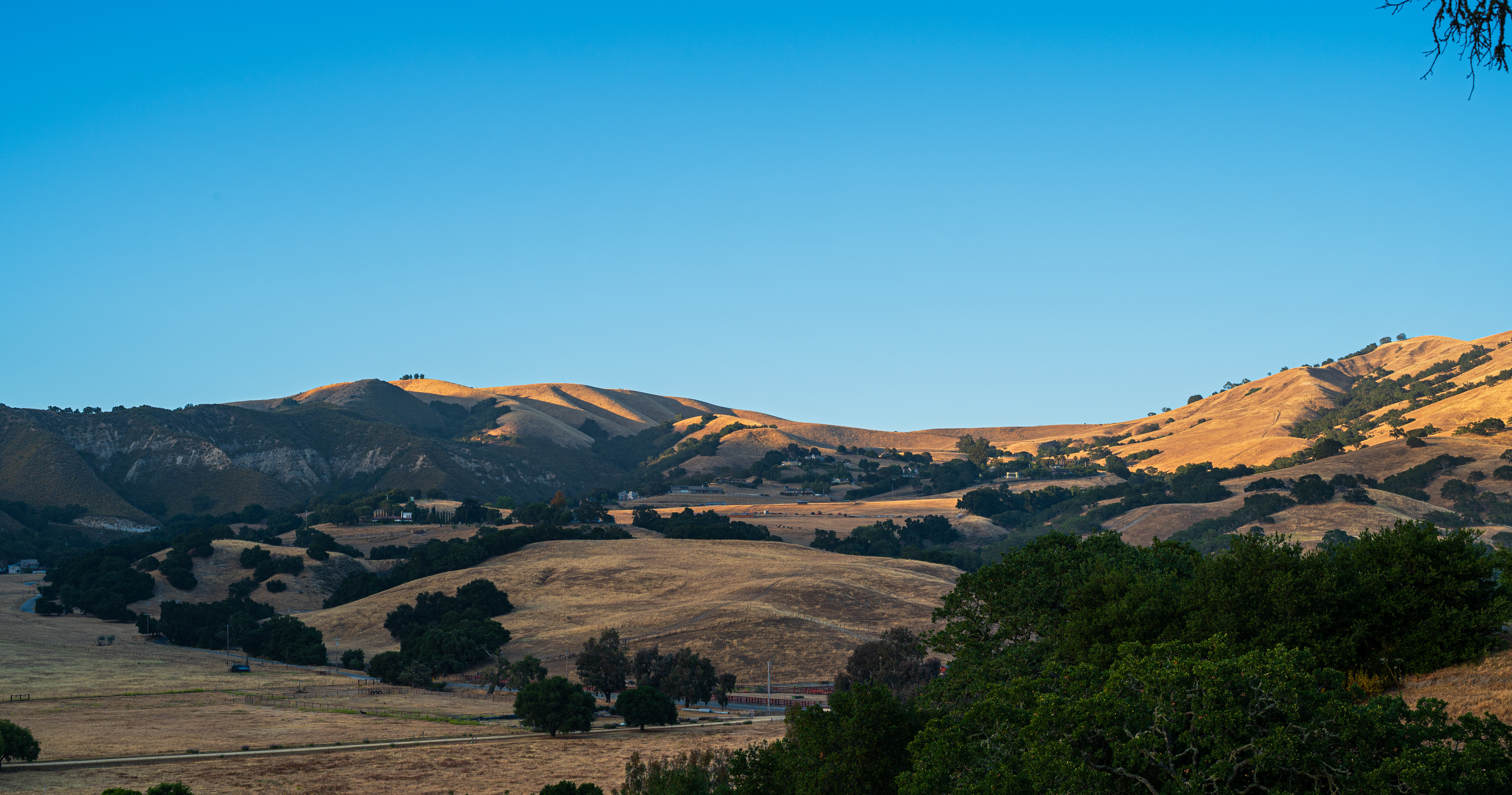 Golden Hills and Trees Under a Clear Blue Sky HD Wallpaper