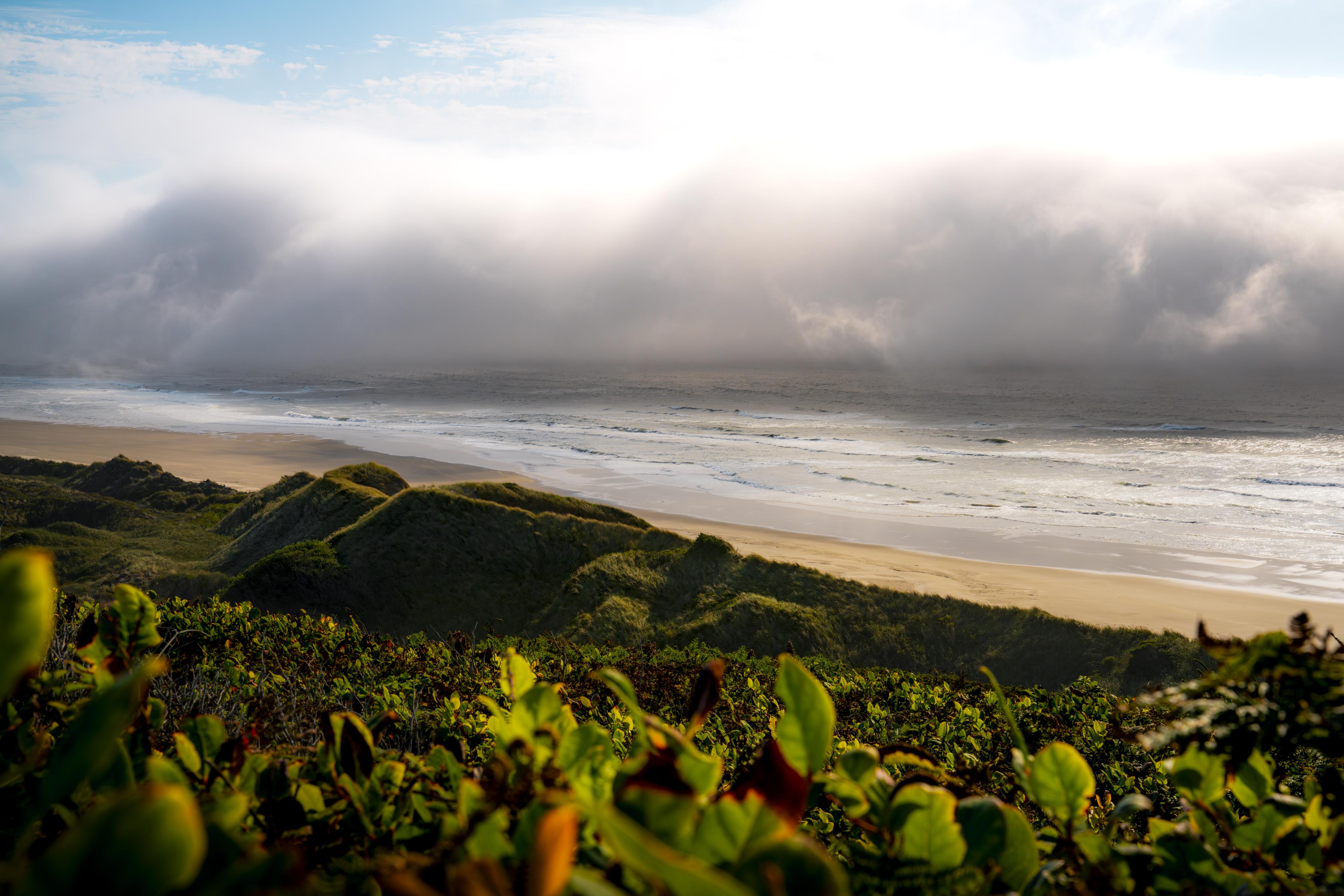 Misty coast with sand dunes and green foliage HD Wallpaper