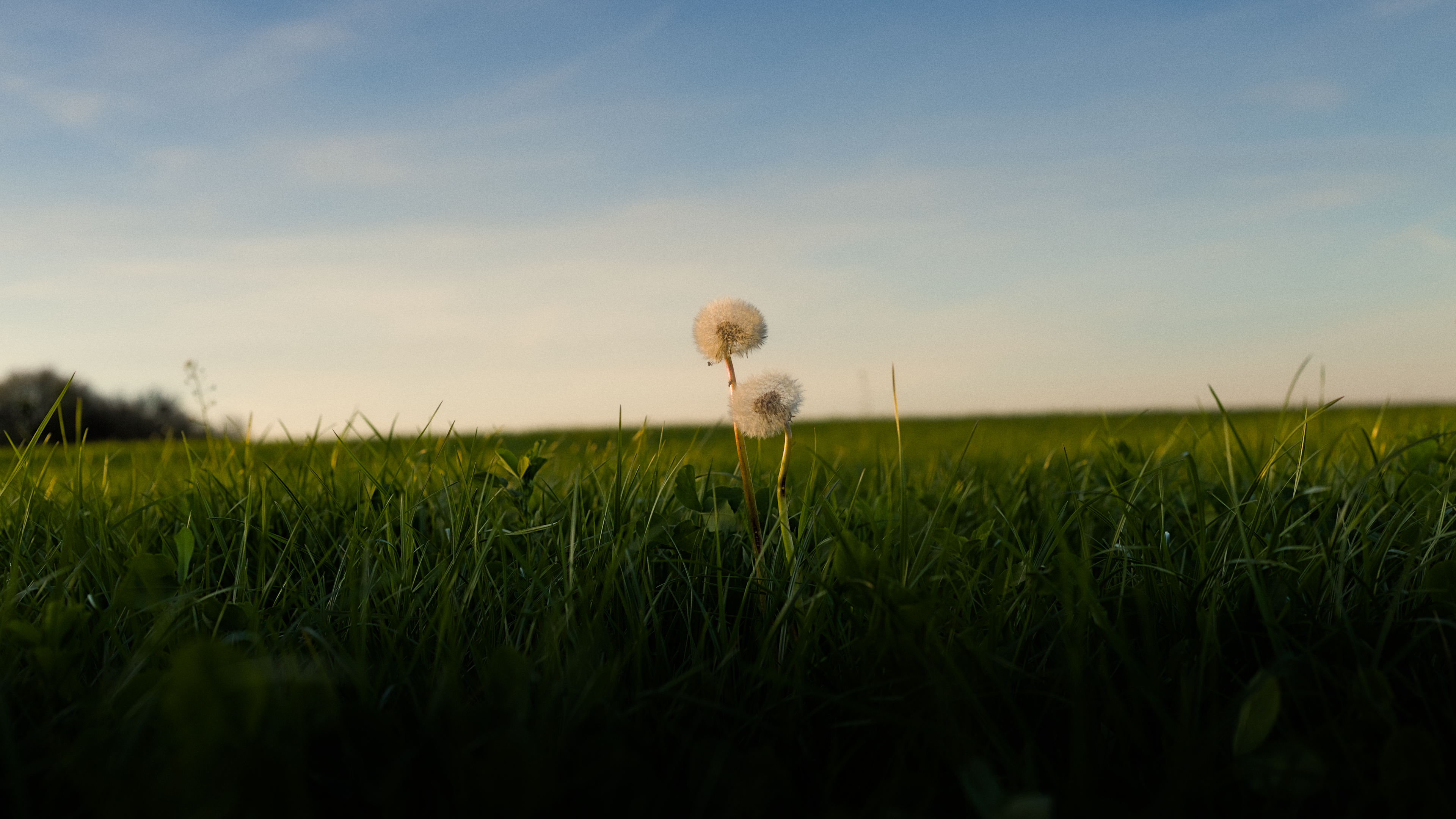 Two dandelions in a green field under the sky HD Wallpaper