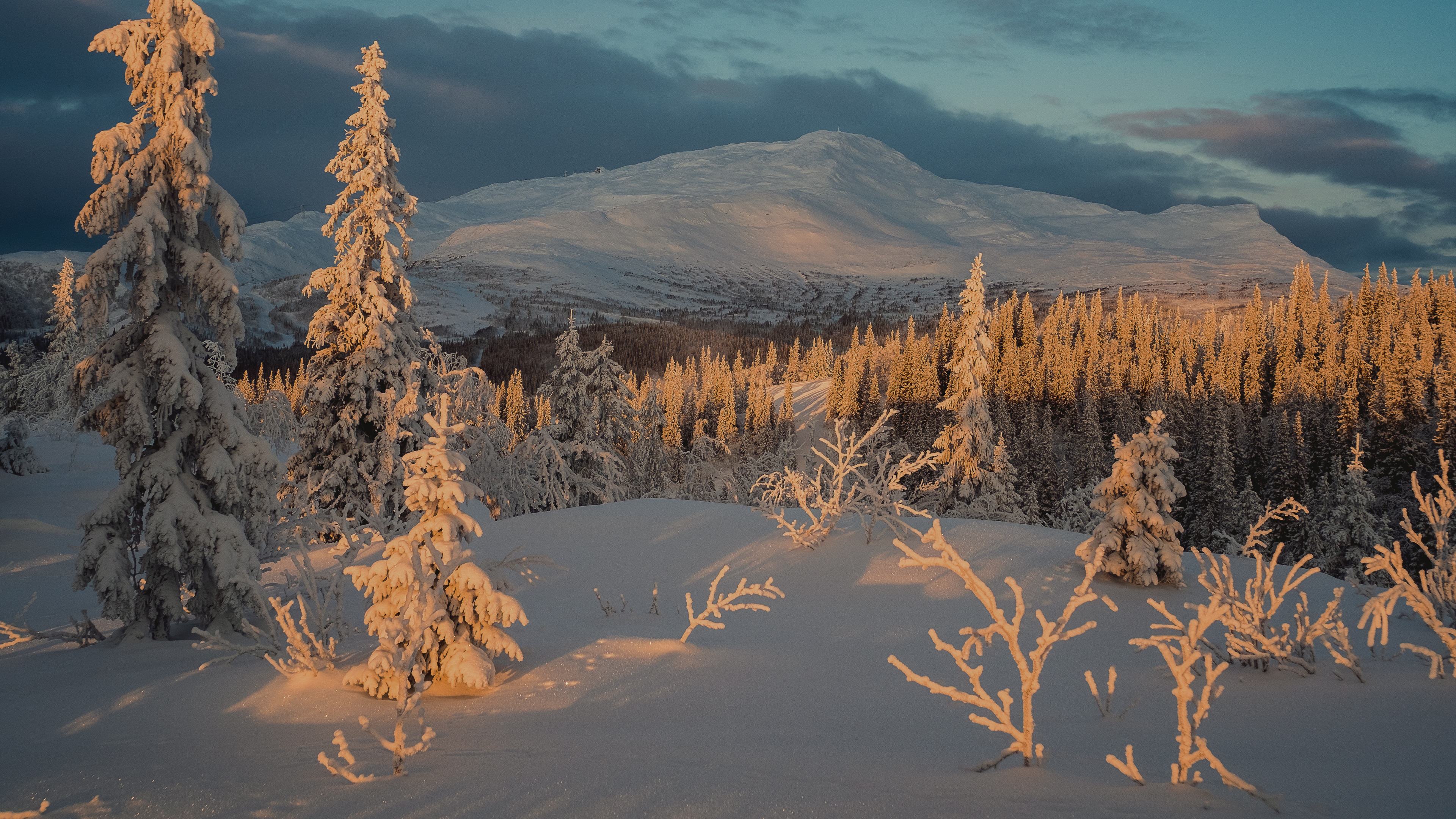 Snowy mountain peak at sunset with frosted pine trees HD Wallpaper