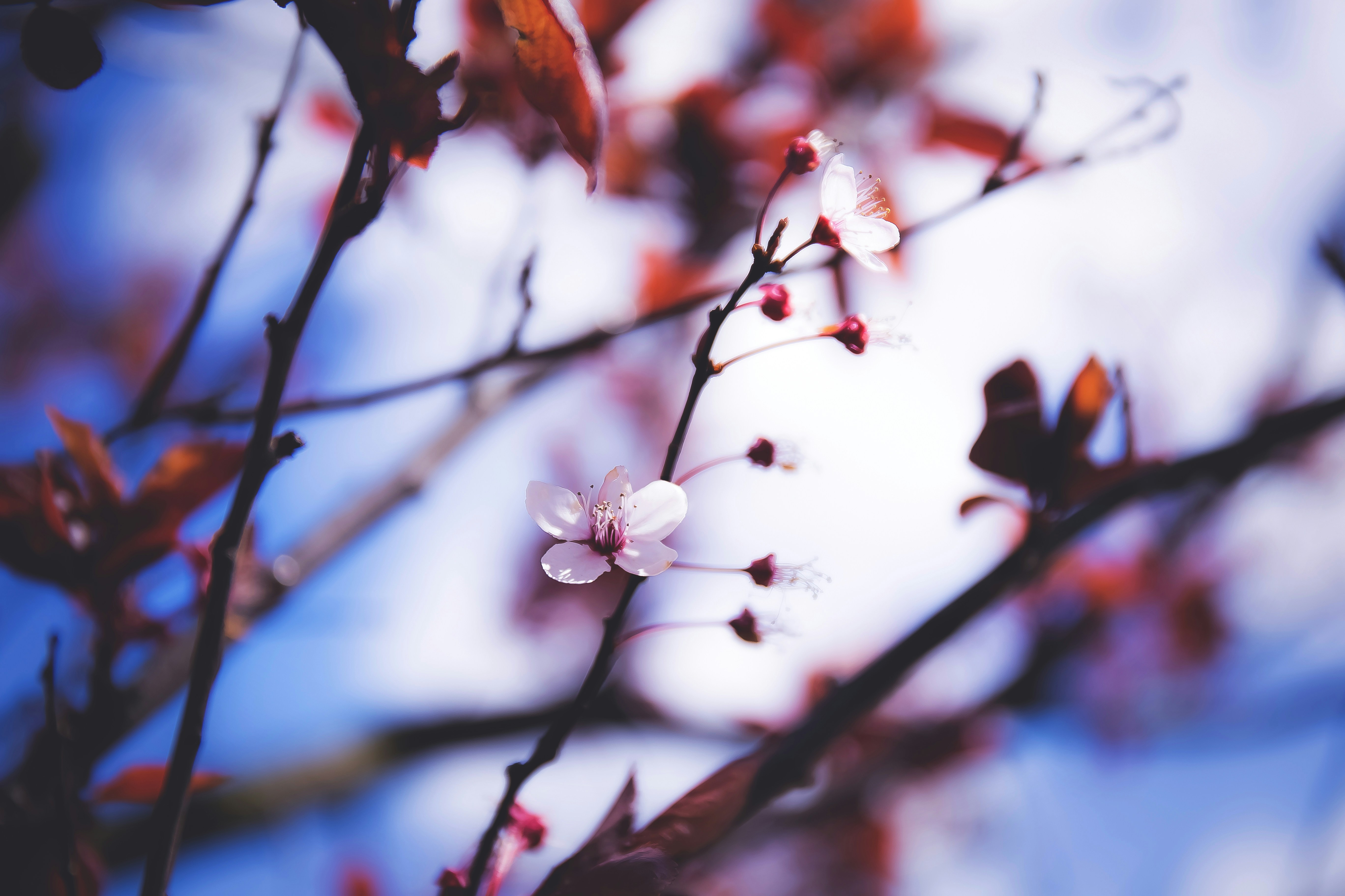 Close-up of delicate pink cherry blossoms on a branch HD Wallpaper