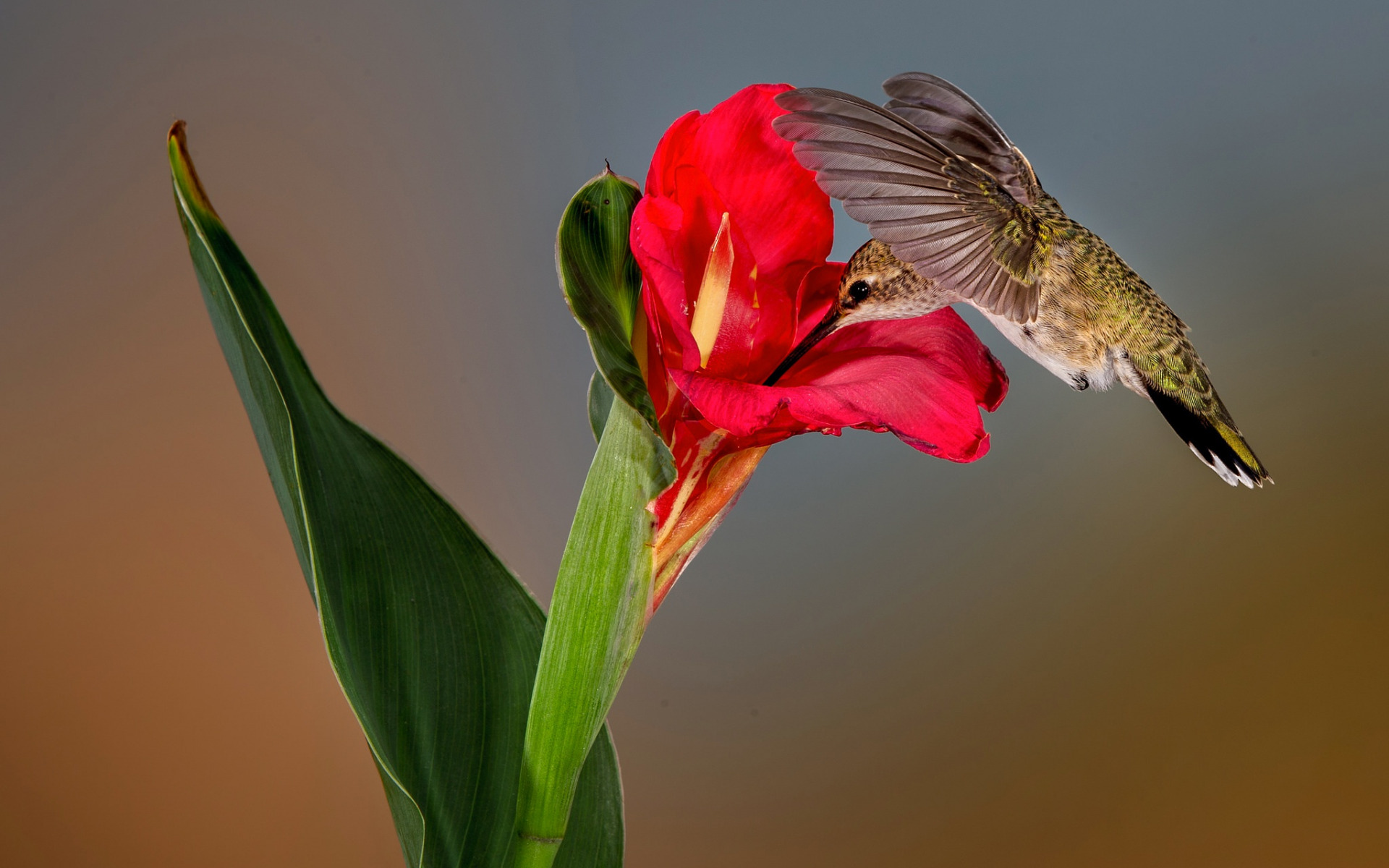 Hummingbird feeding on a red flower HD Wallpaper