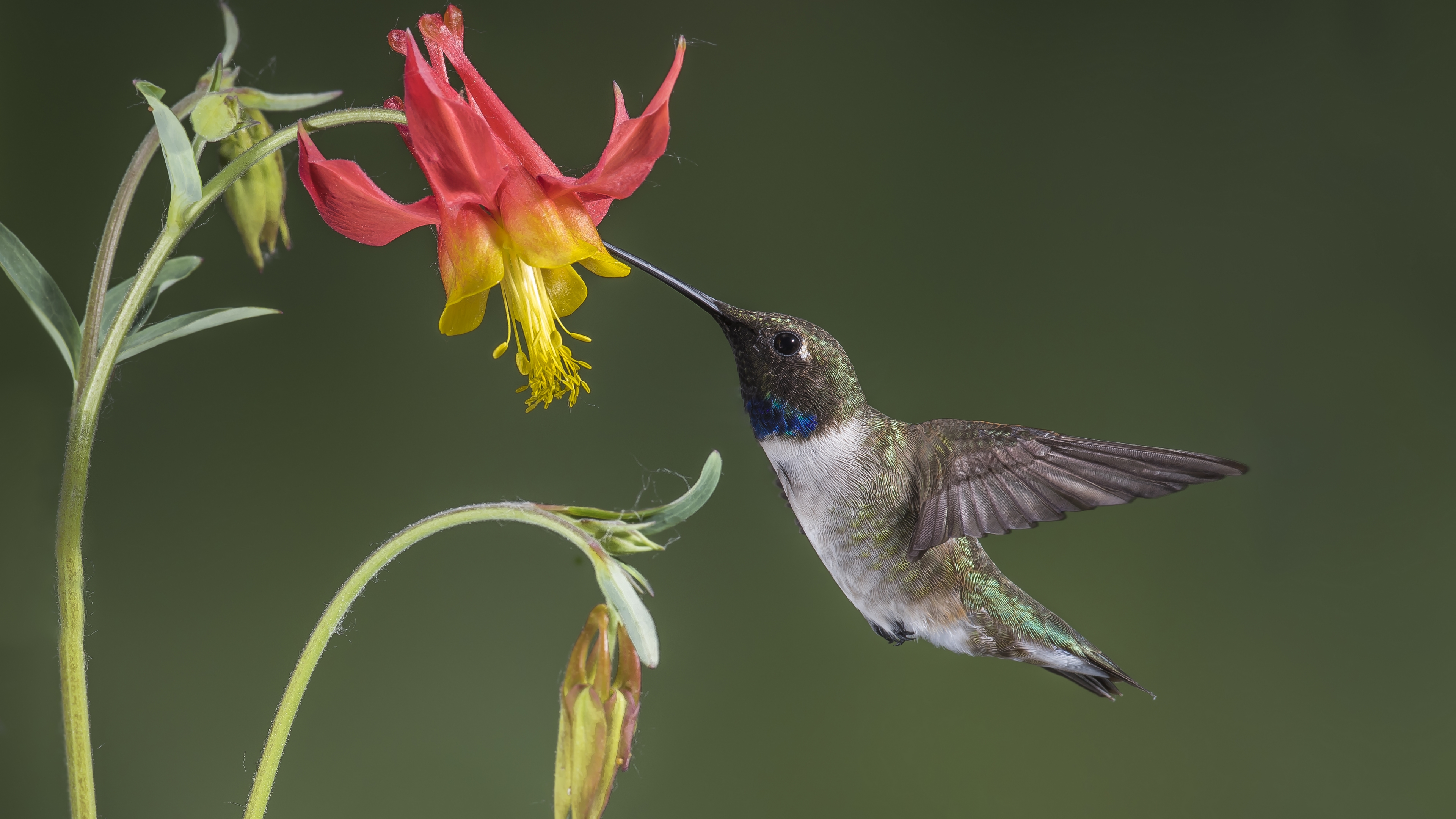 Hummingbird feeding on a red and yellow flower HD Wallpaper
