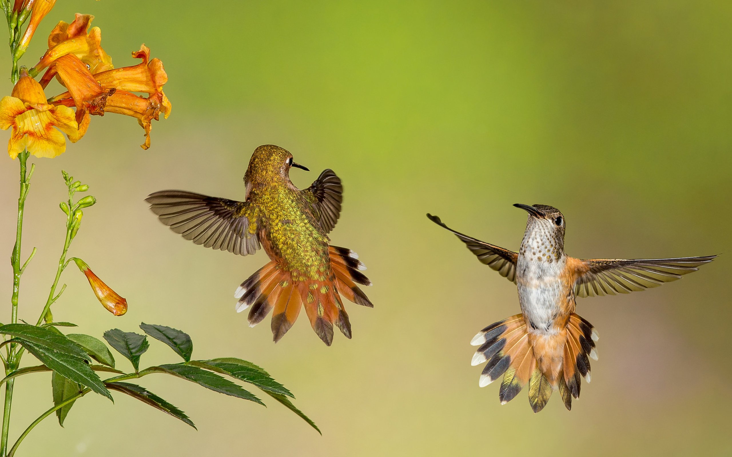 Two hummingbirds near orange flowers HD Wallpaper