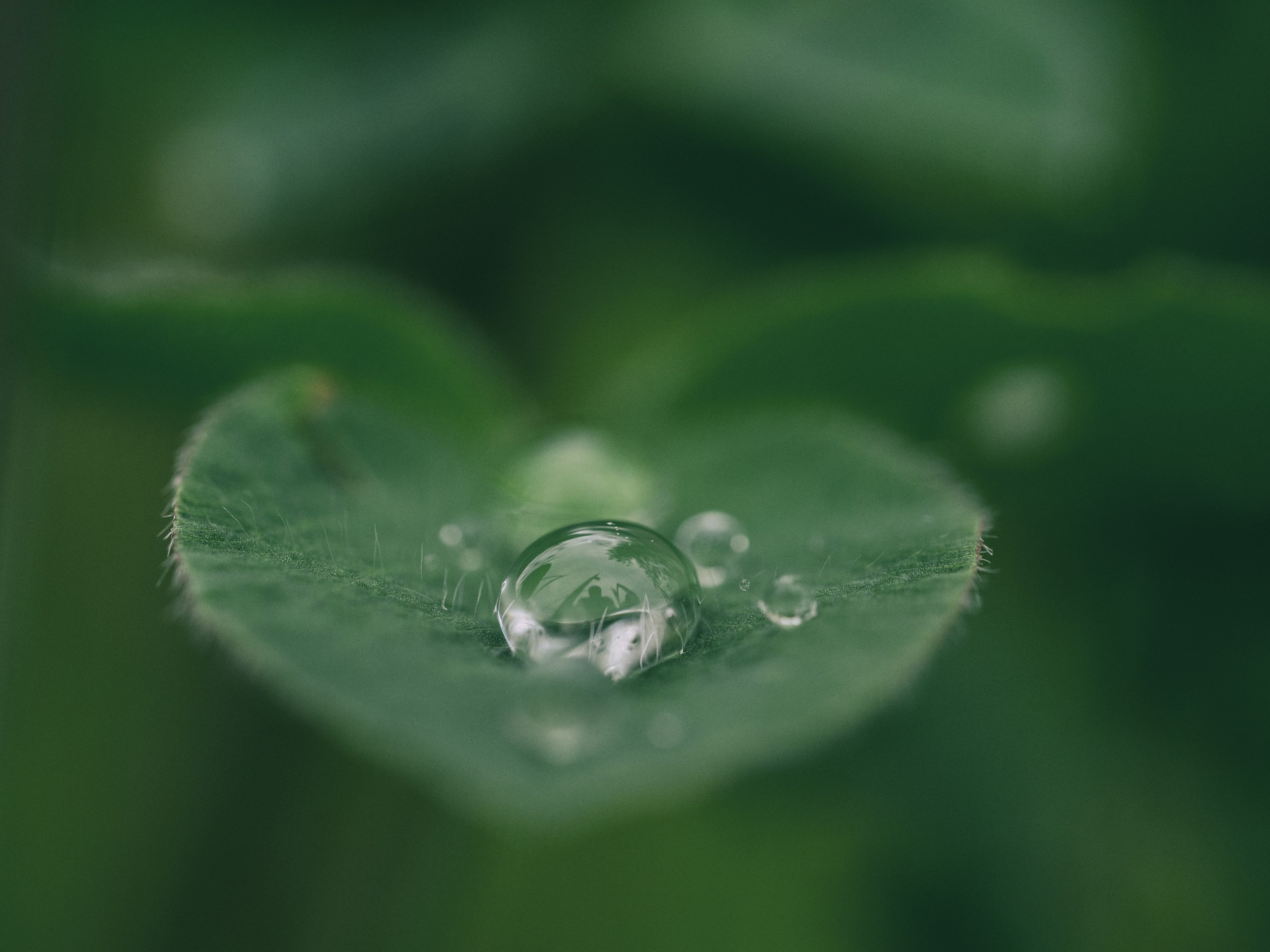 Macro shot of water droplet on green leaf HD Wallpaper