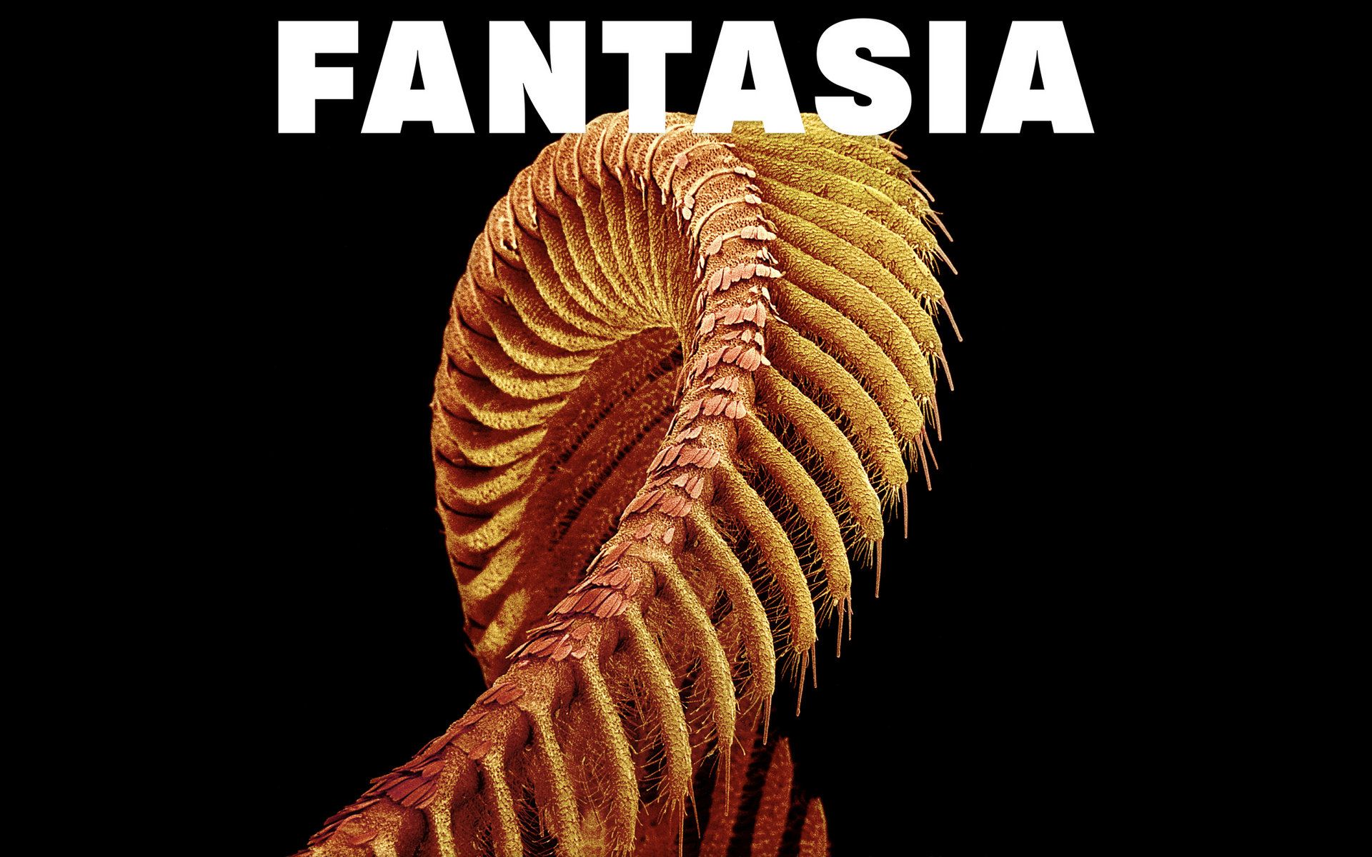Close-up of a moth antenna with Fantasia text HD Wallpaper