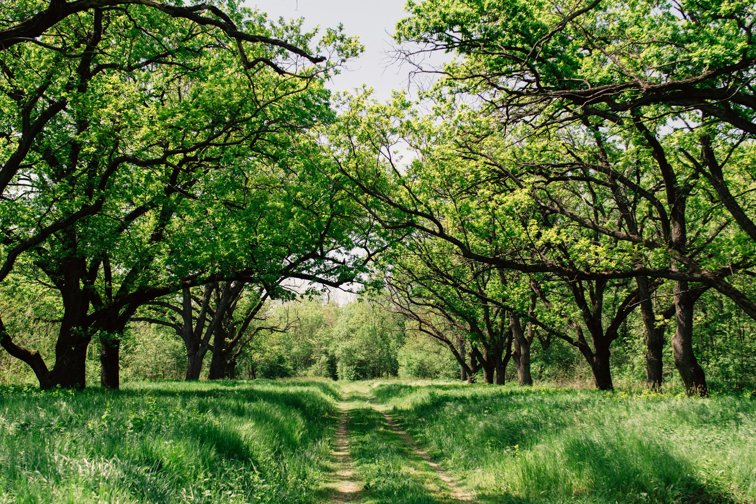 Dirt path through a green oak tree canopy HD Wallpaper