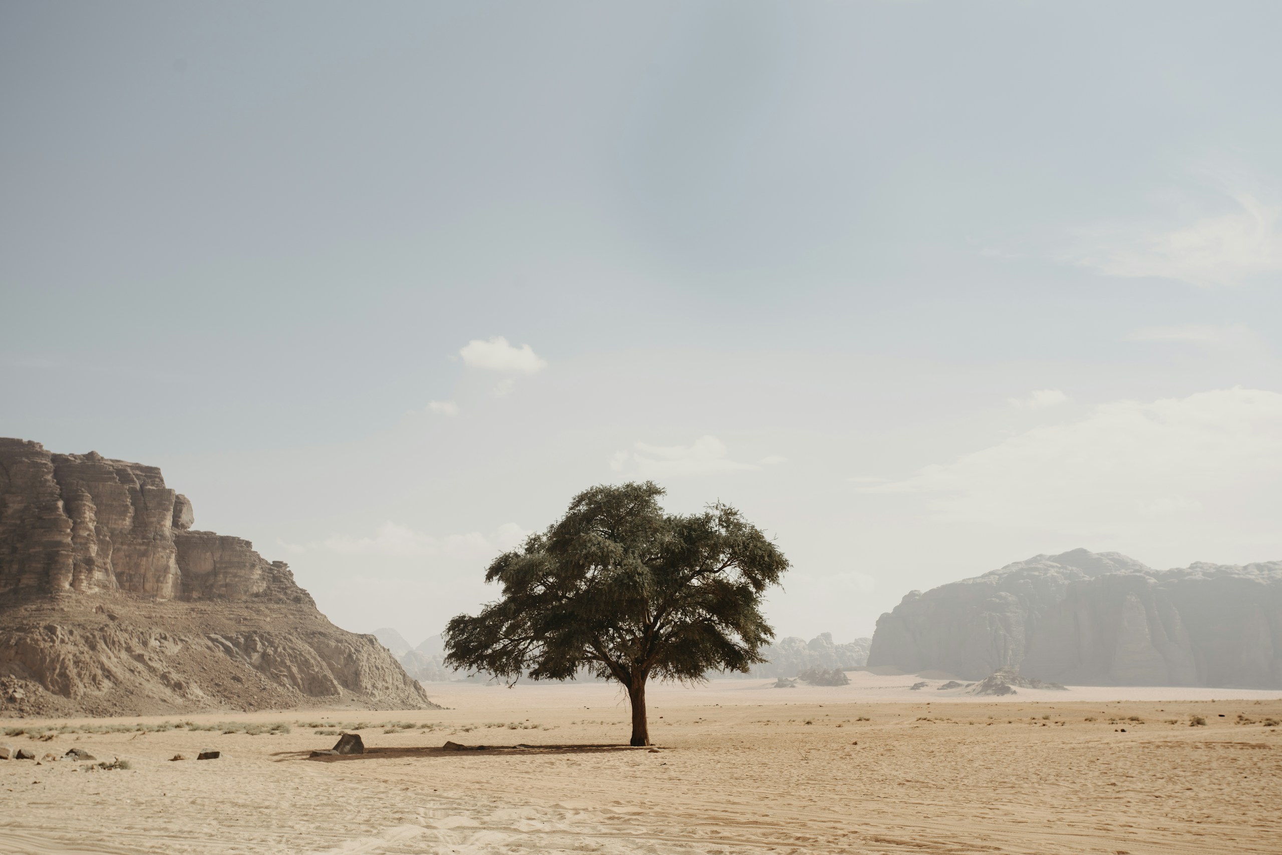Lone tree in the Jordan desert landscape HD Wallpaper