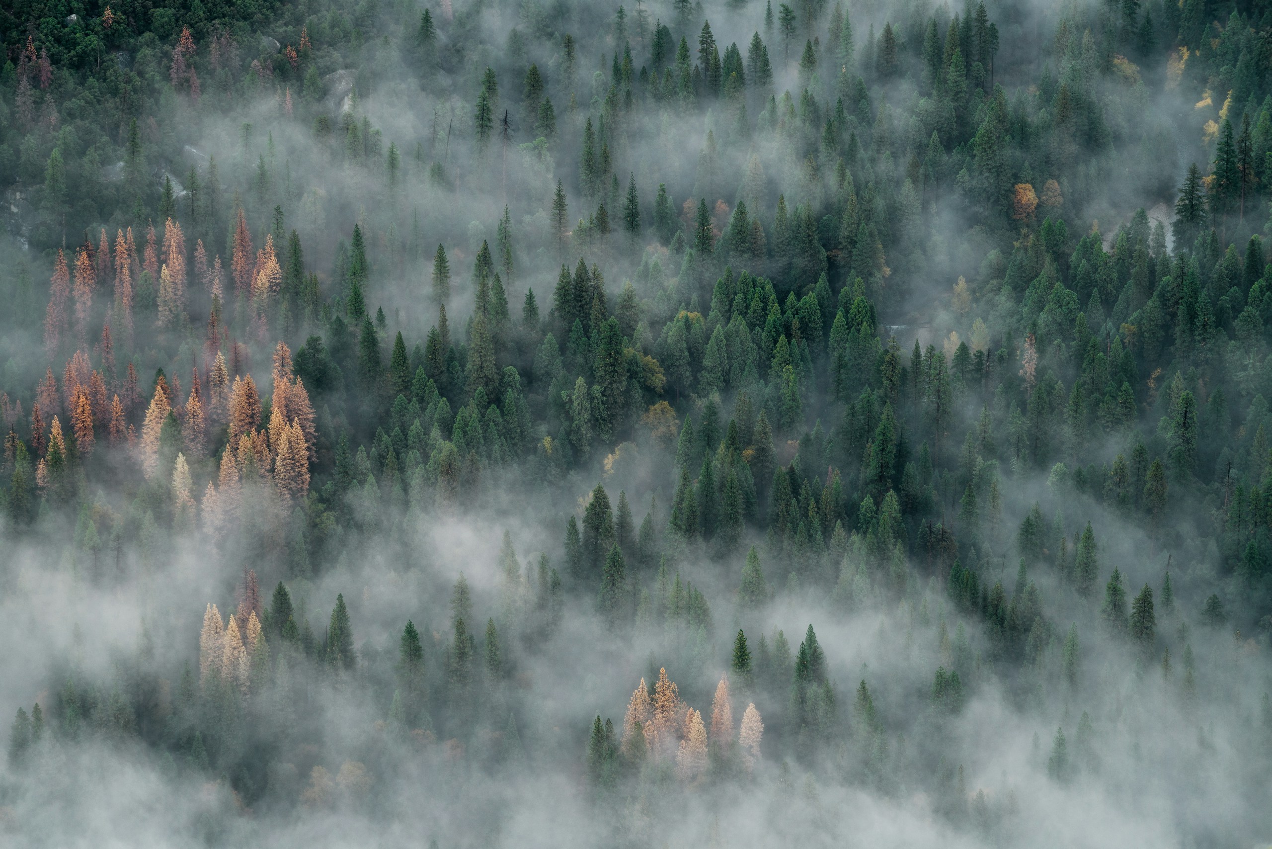 Foggy pine forest with golden and green trees HD Wallpaper