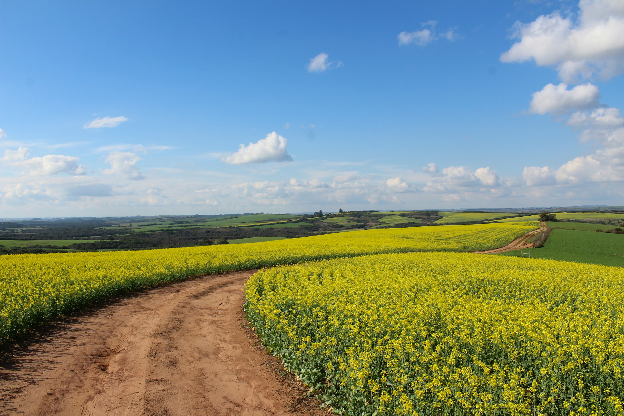 Dirt path winding through yellow canola field HD Wallpaper