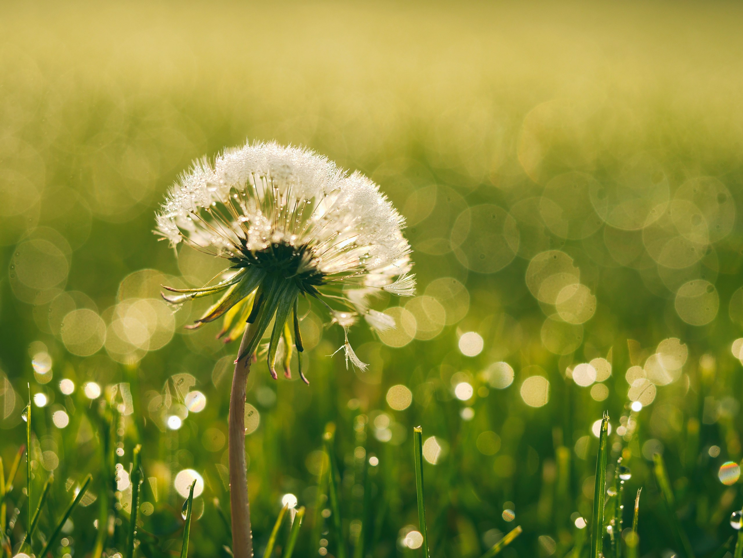 Dandelion covered in dew in a grassy field HD Wallpaper