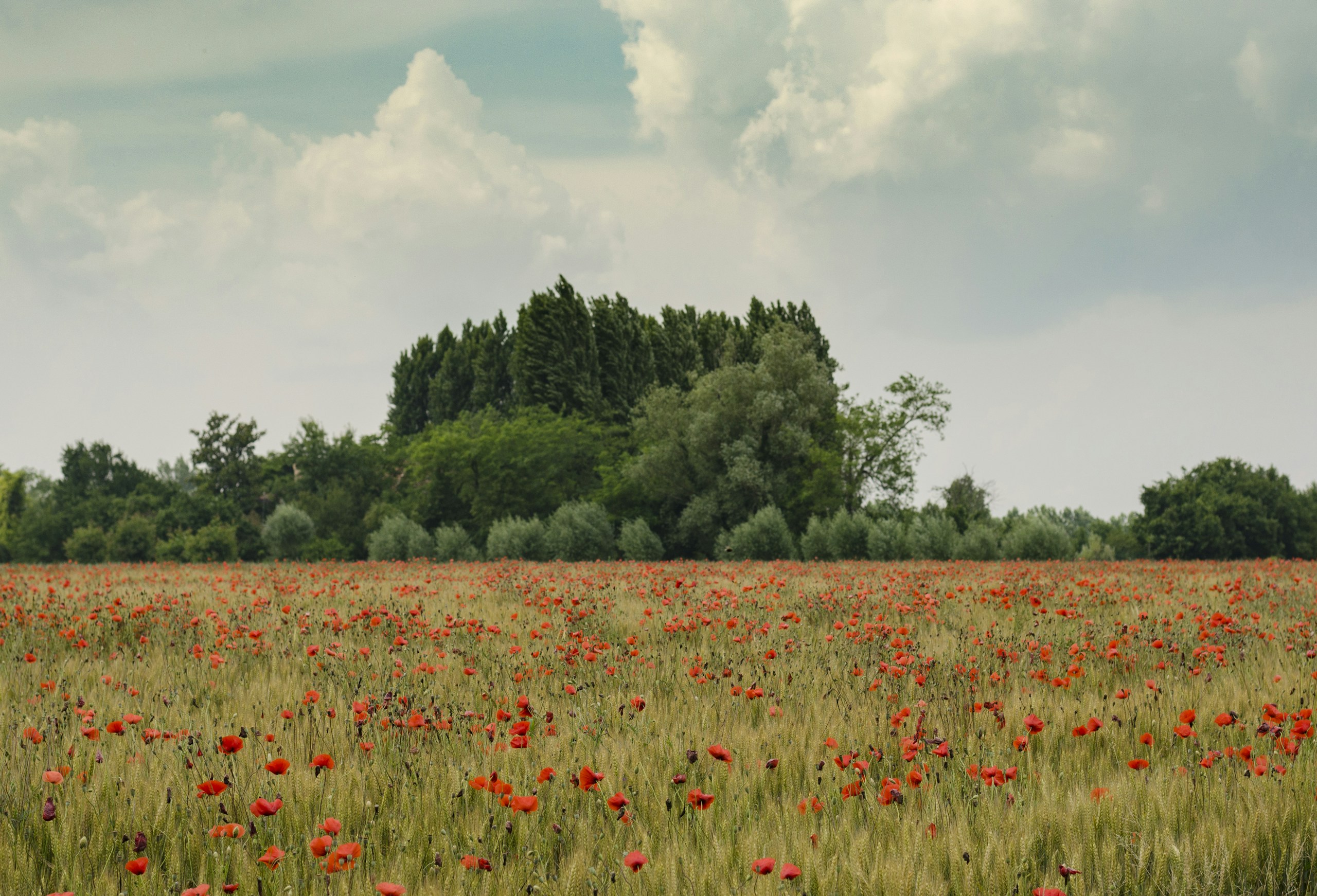Red poppy field with green trees under cloudy sky HD Wallpaper
