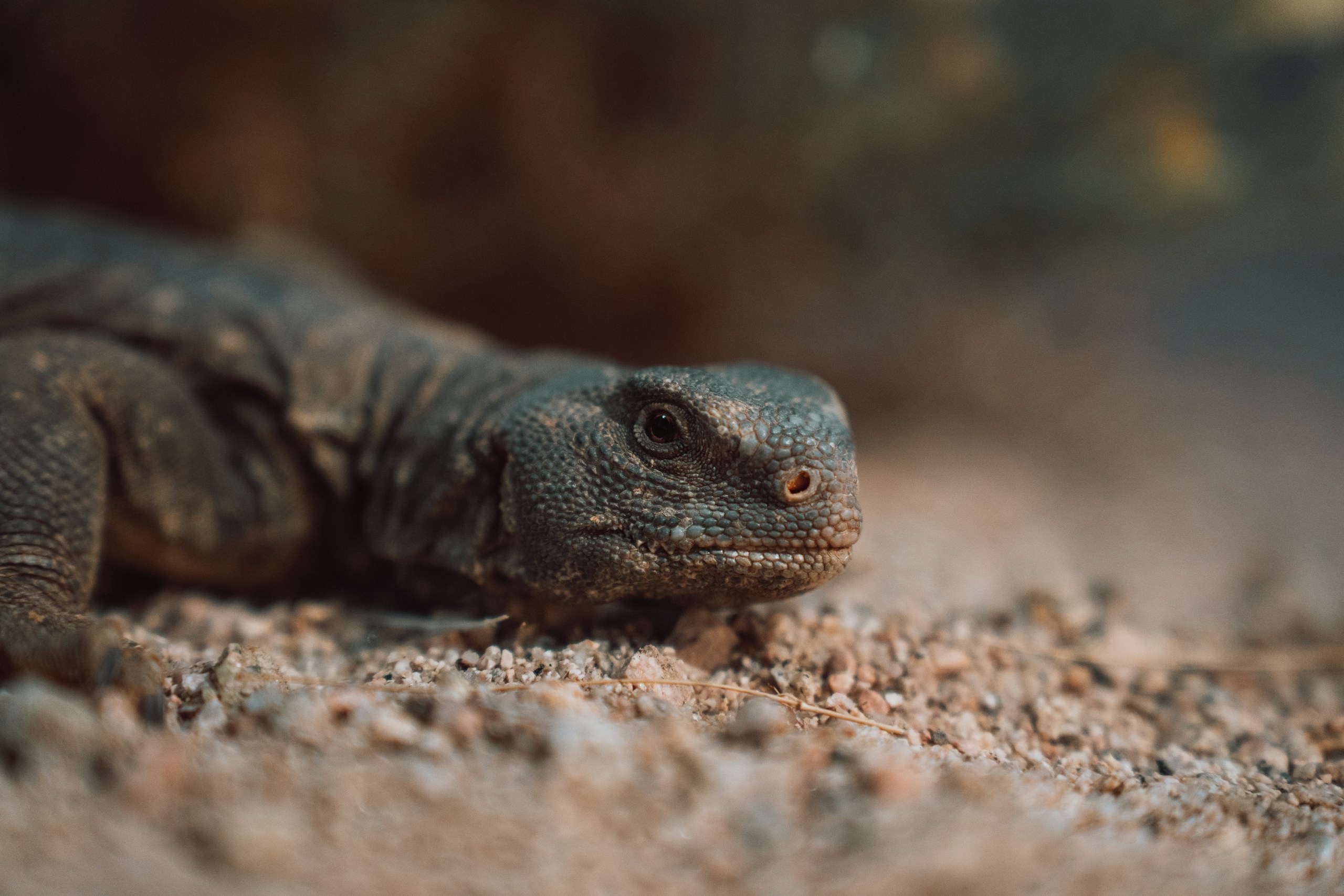 Close-up of a spiny-tailed lizard on sandy ground HD Wallpaper