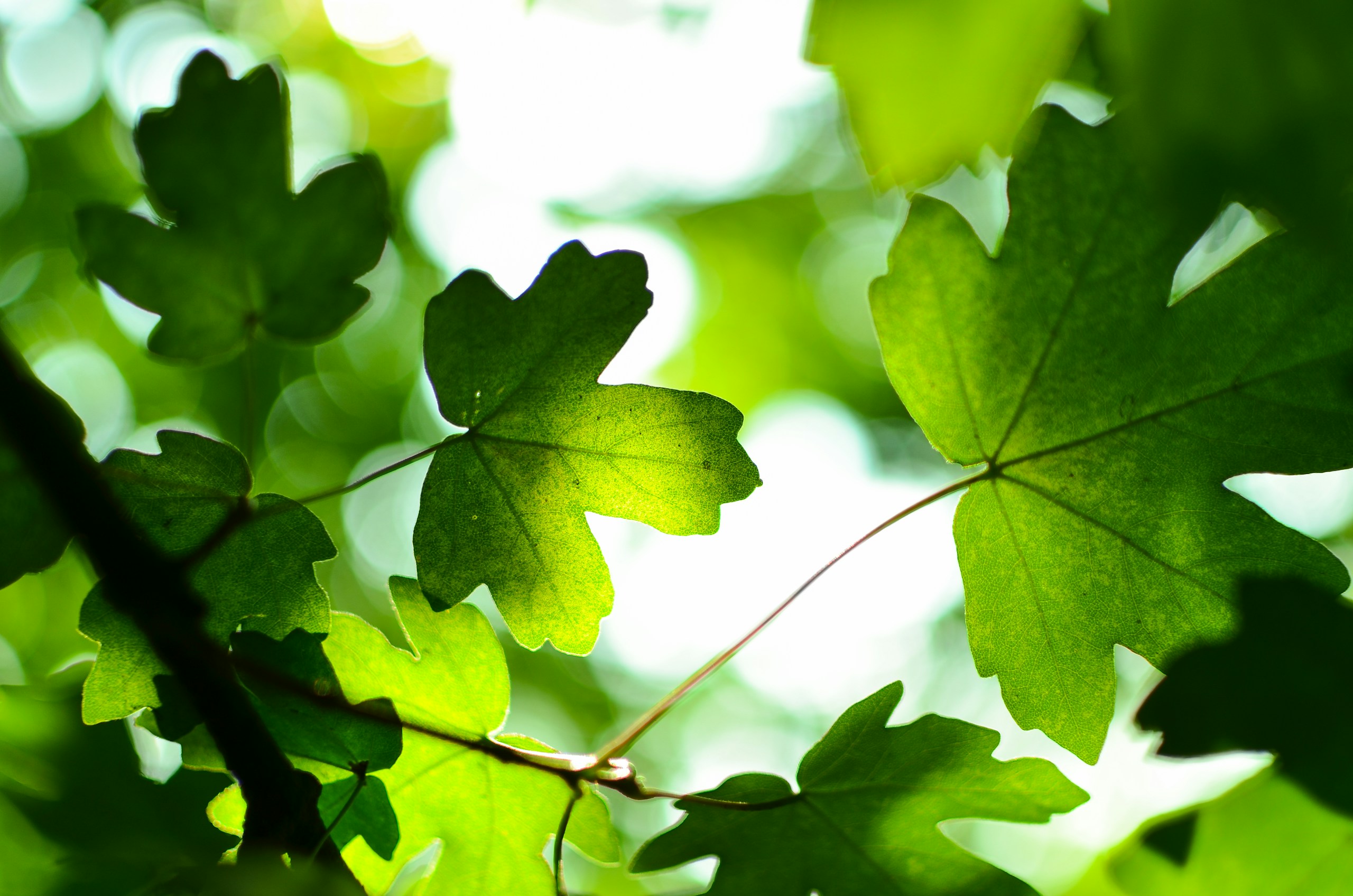Close-up of green leaves backlit by sunlight HD Wallpaper