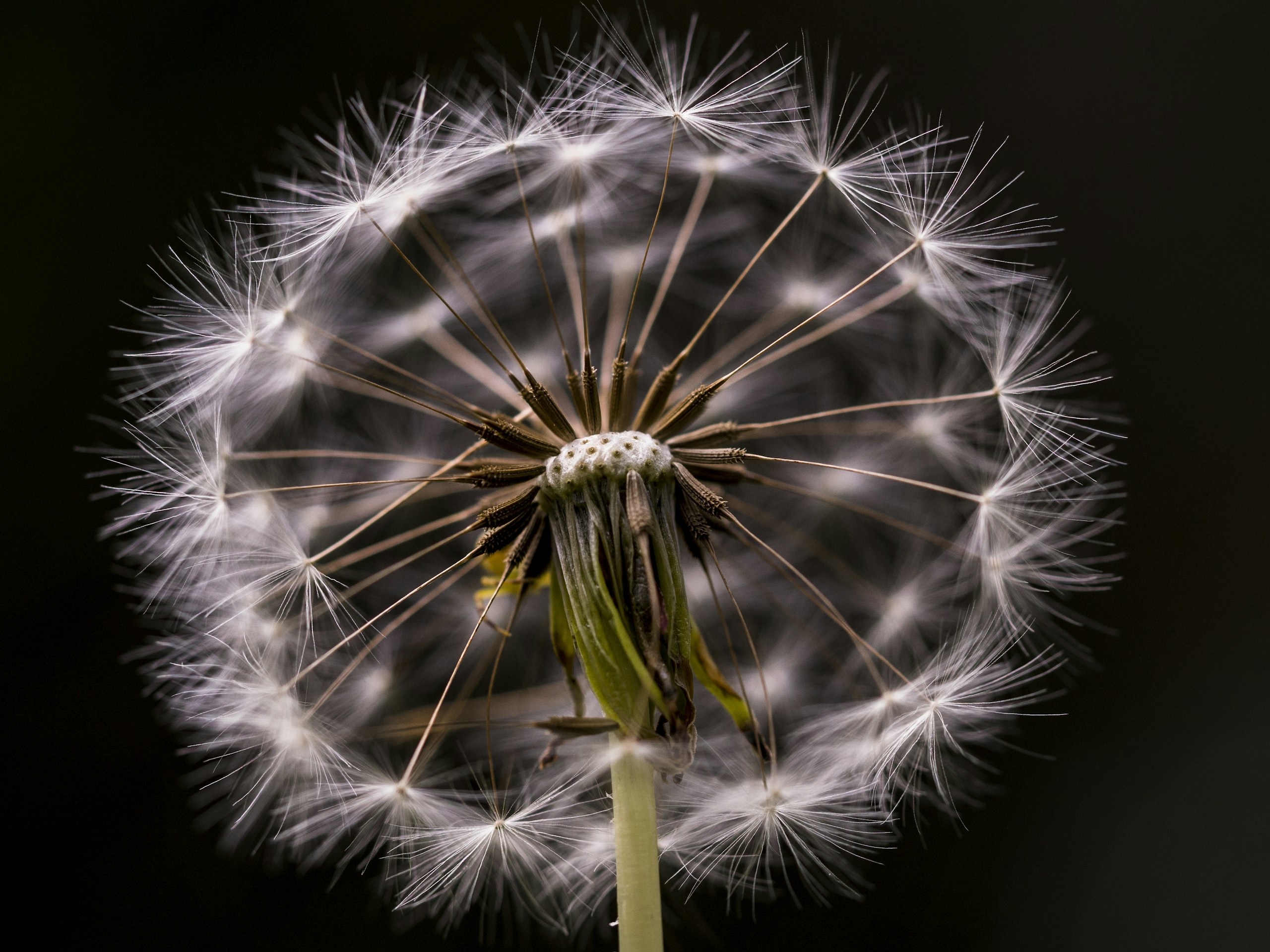 Macro shot of a dandelion seed head HD Wallpaper