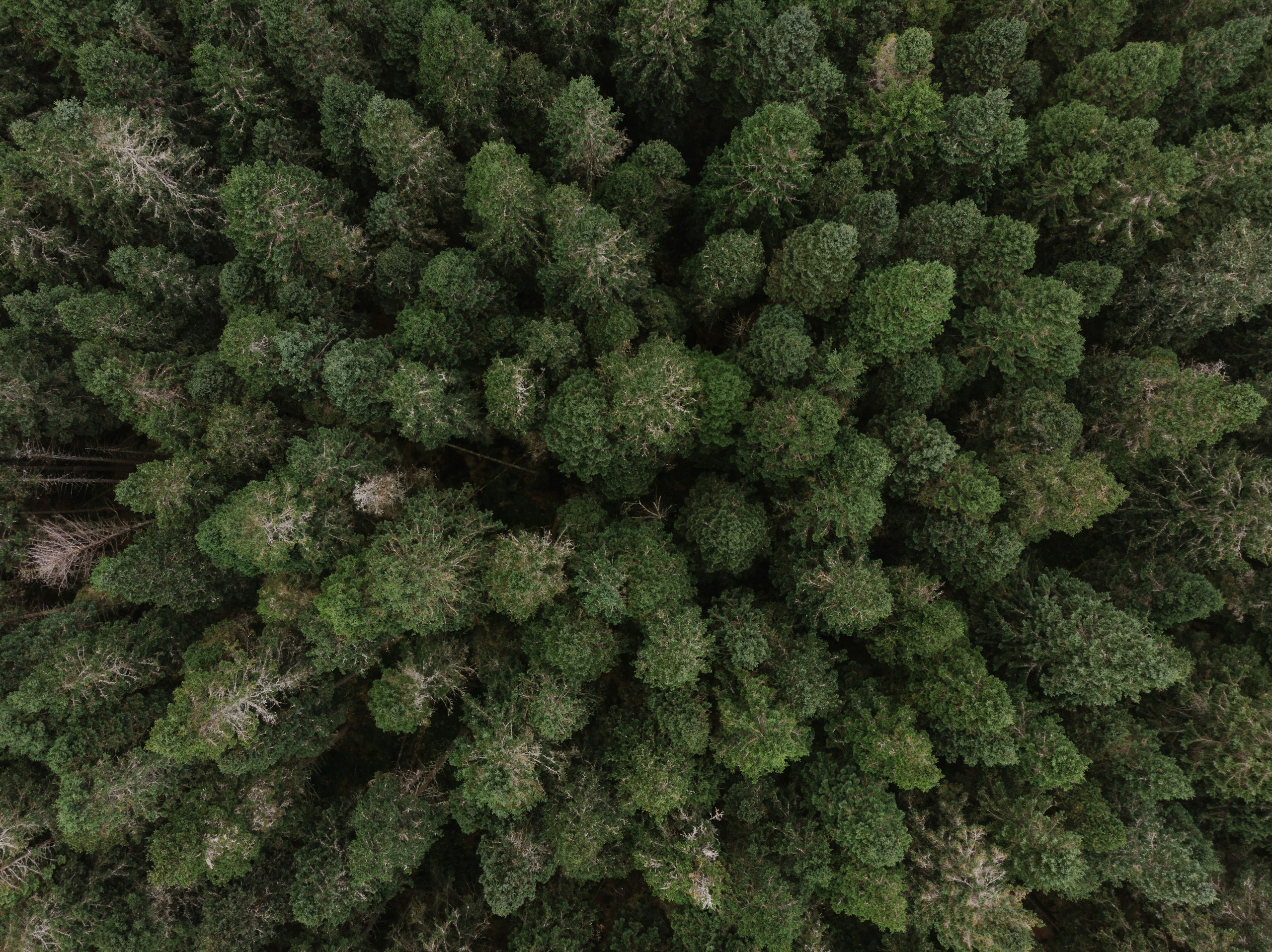 Top-down view of dense green pine forest canopy HD Wallpaper