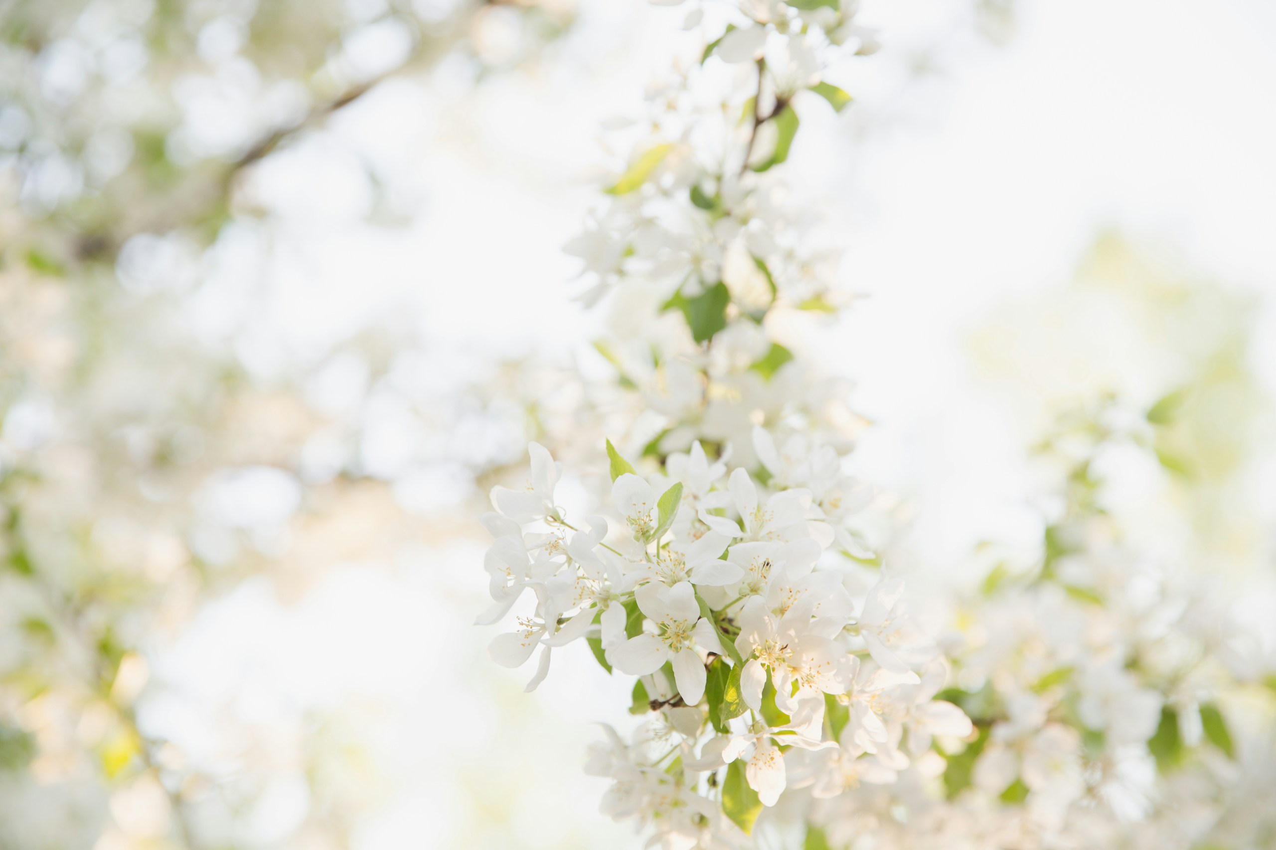 White Spring Blossoms on Tree Branch HD Wallpaper