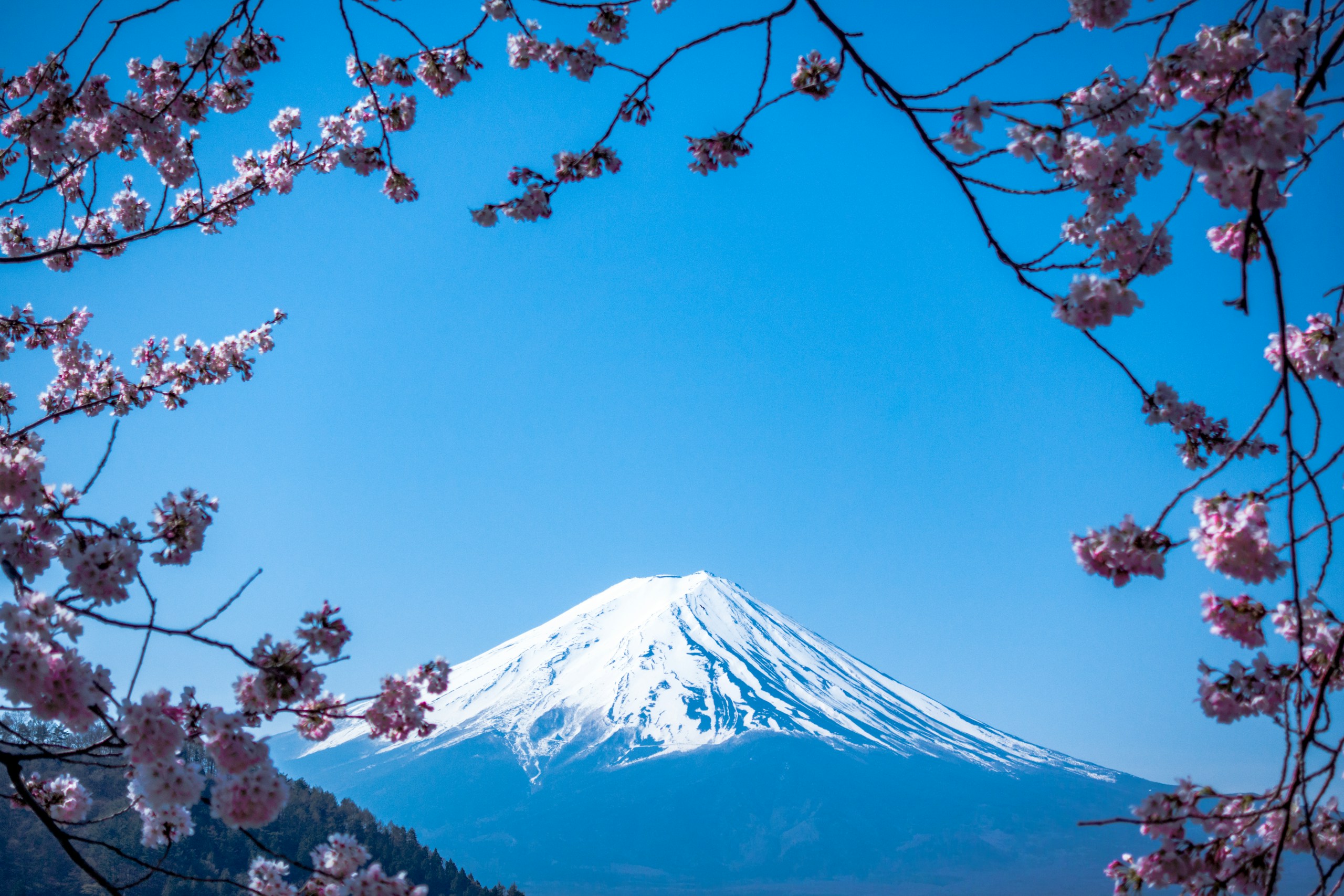 Snow-capped Mount Fuji framed by pink cherry blossoms HD Wallpaper