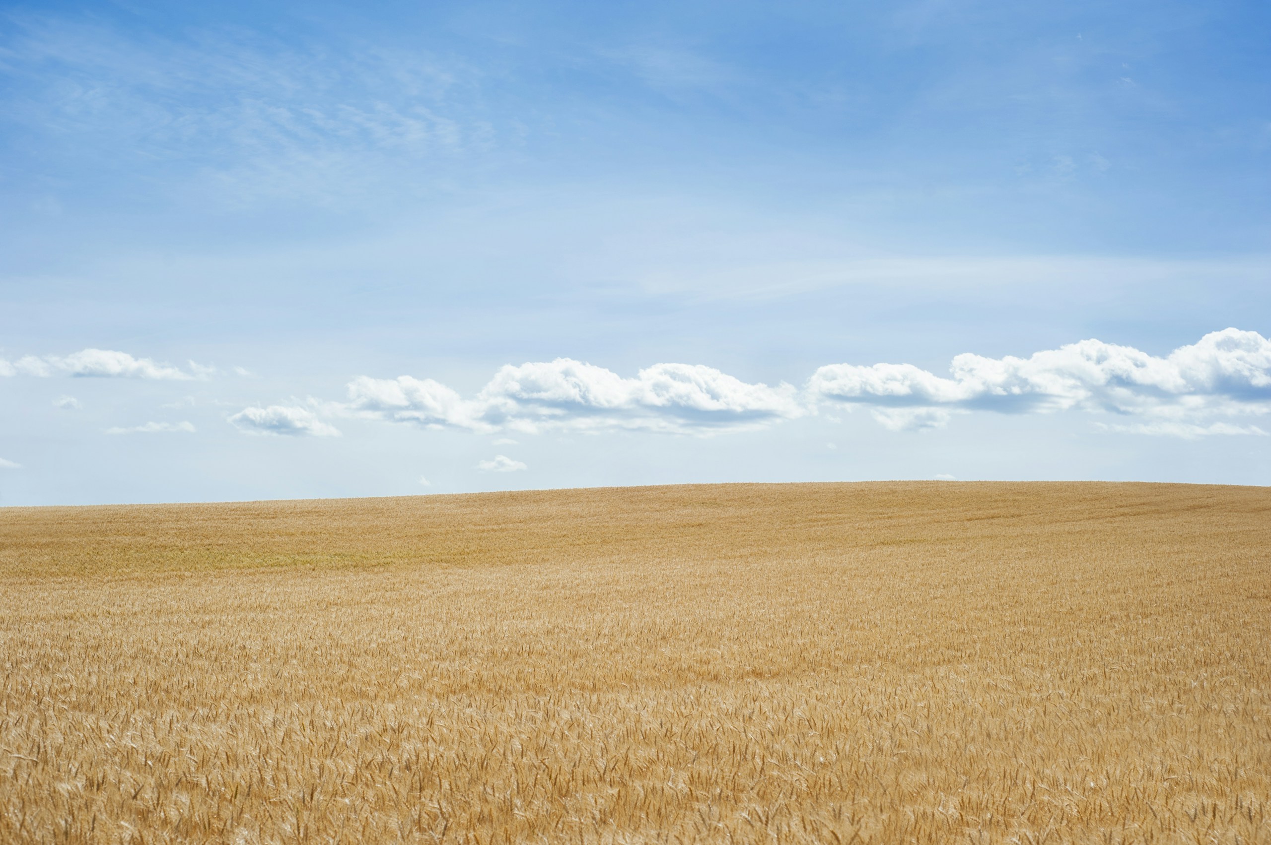 Golden wheat field under a blue sky HD Wallpaper
