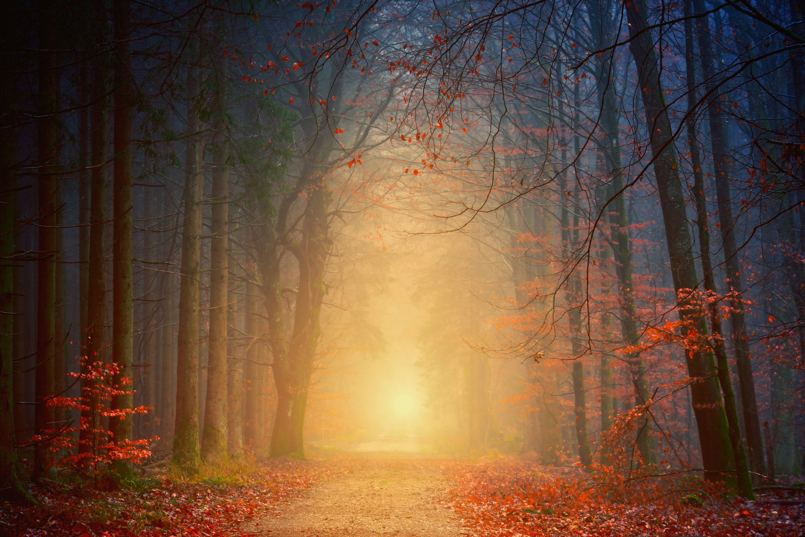 Misty forest path during golden hour in autumn HD Wallpaper