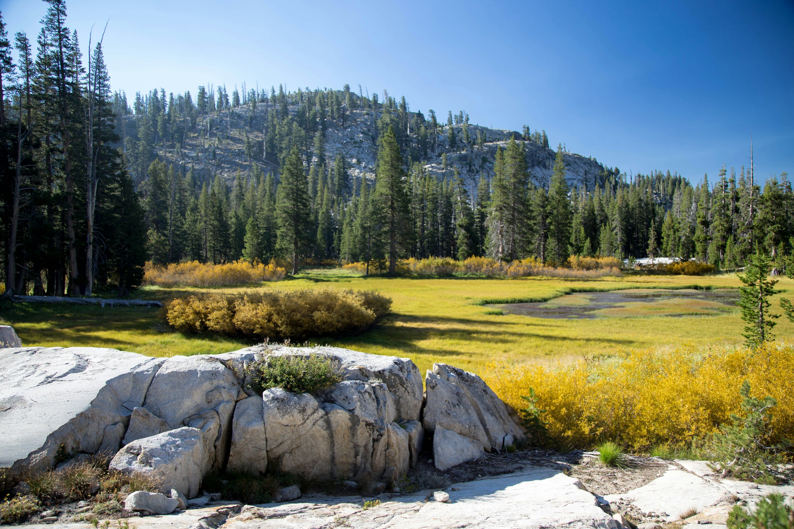 Mountain Meadow with Pine Trees and Granite Rocks HD Wallpaper