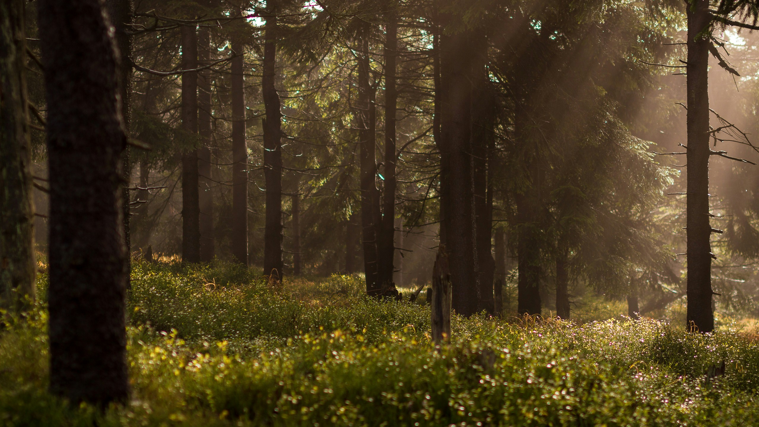 Sunbeams filtering through trees in a dense forest HD Wallpaper