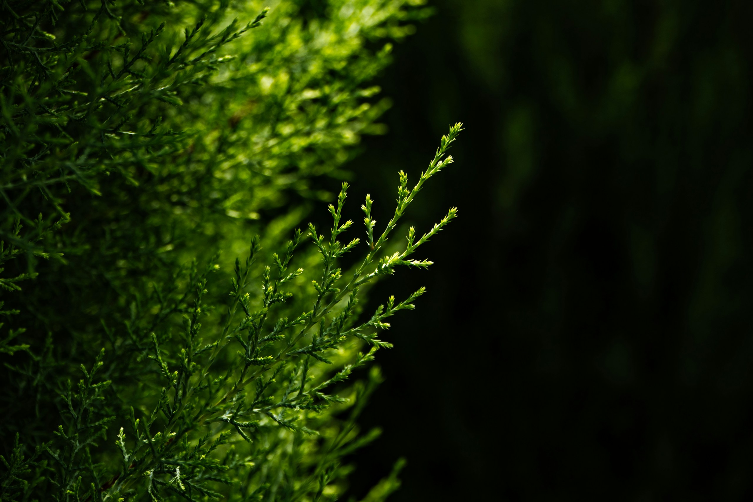 Close-up of green cypress branch in dark forest HD Wallpaper