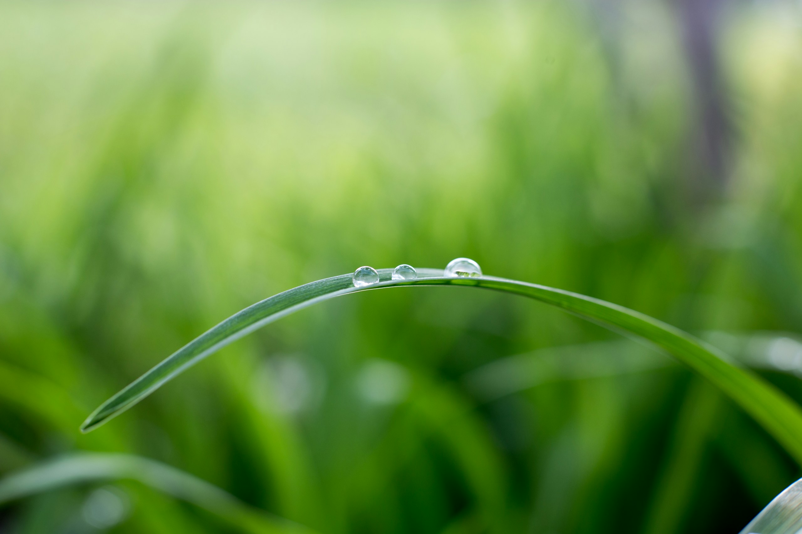 Water droplets on a blade of green grass HD Wallpaper