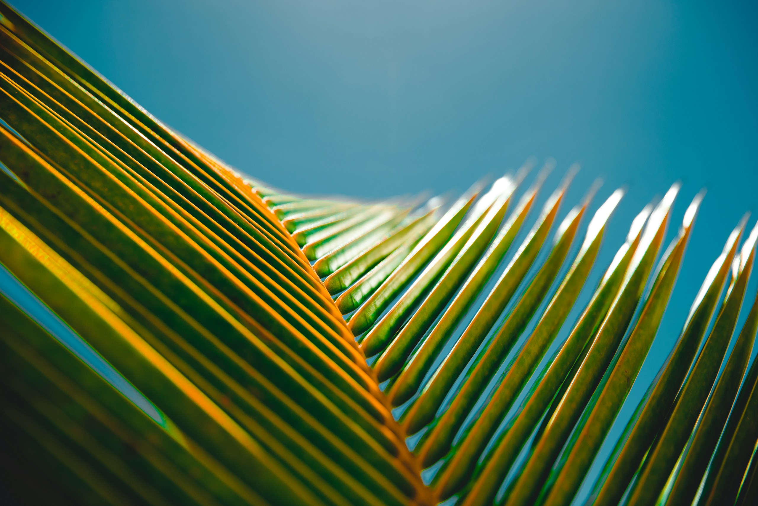 Close-up of a Green Palm Leaf against Blue Sky HD Wallpaper
