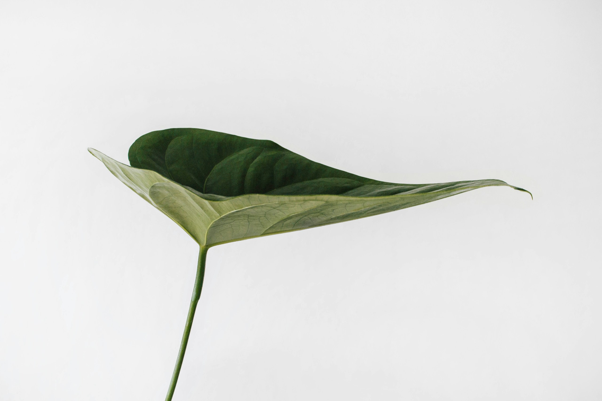 Single green leaf against a white background HD Wallpaper