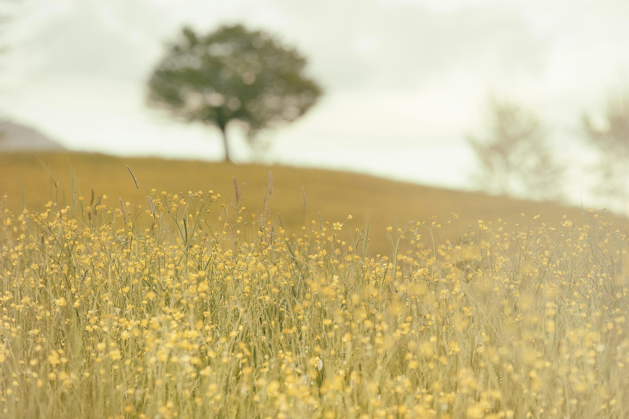 Field of yellow wildflowers with a distant tree HD Wallpaper