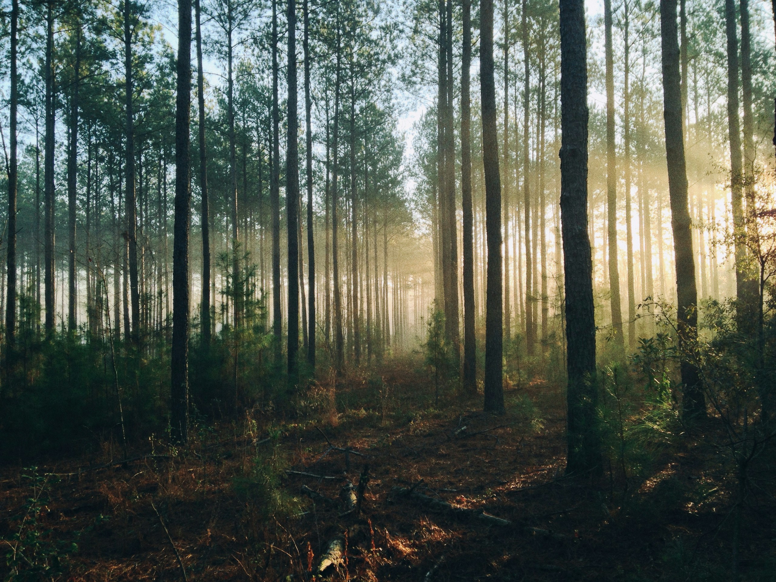 Sunlight streaming through tall pine trees in a misty forest HD Wallpaper