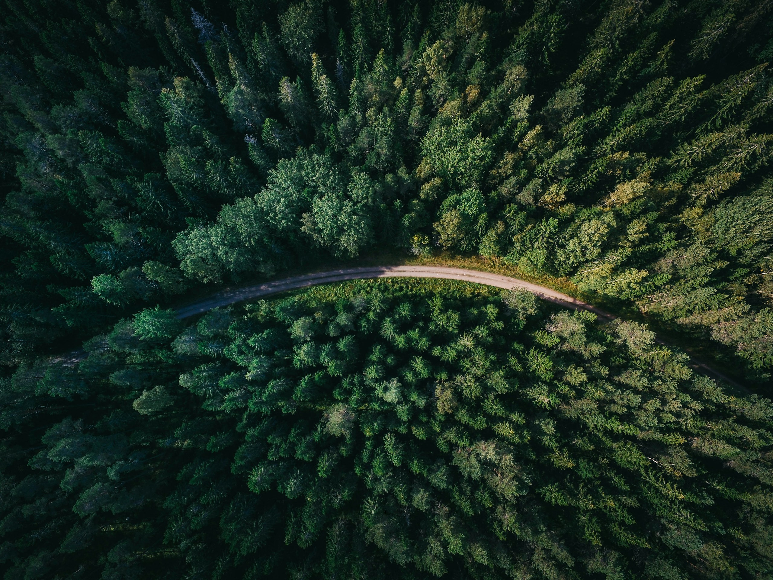 Aerial view of a curved road through dense green forest HD Wallpaper