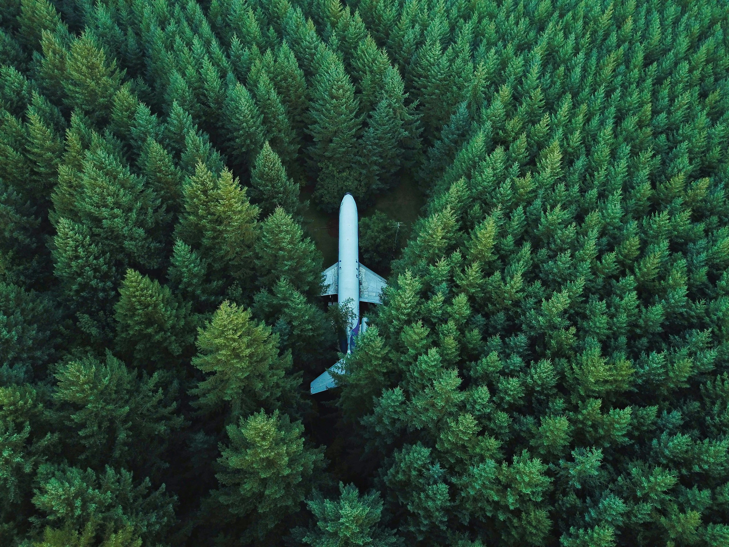 Airplane nestled in a dense green pine forest HD Wallpaper