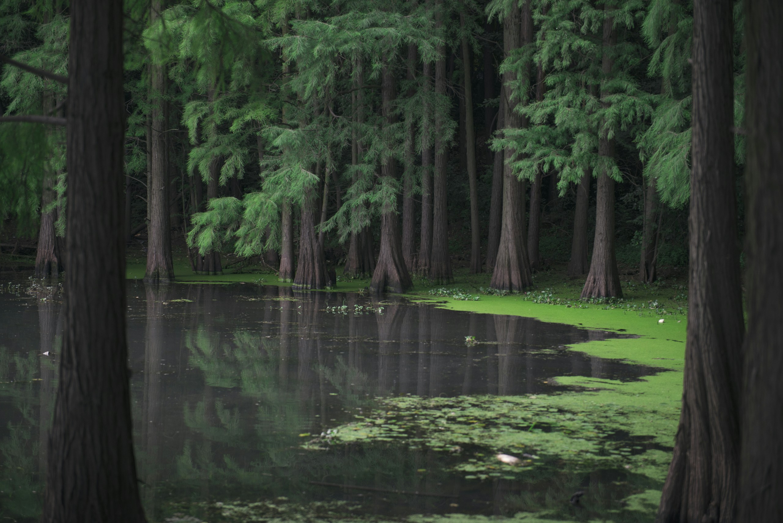 Quiet swamp surrounded by green cypress trees HD Wallpaper