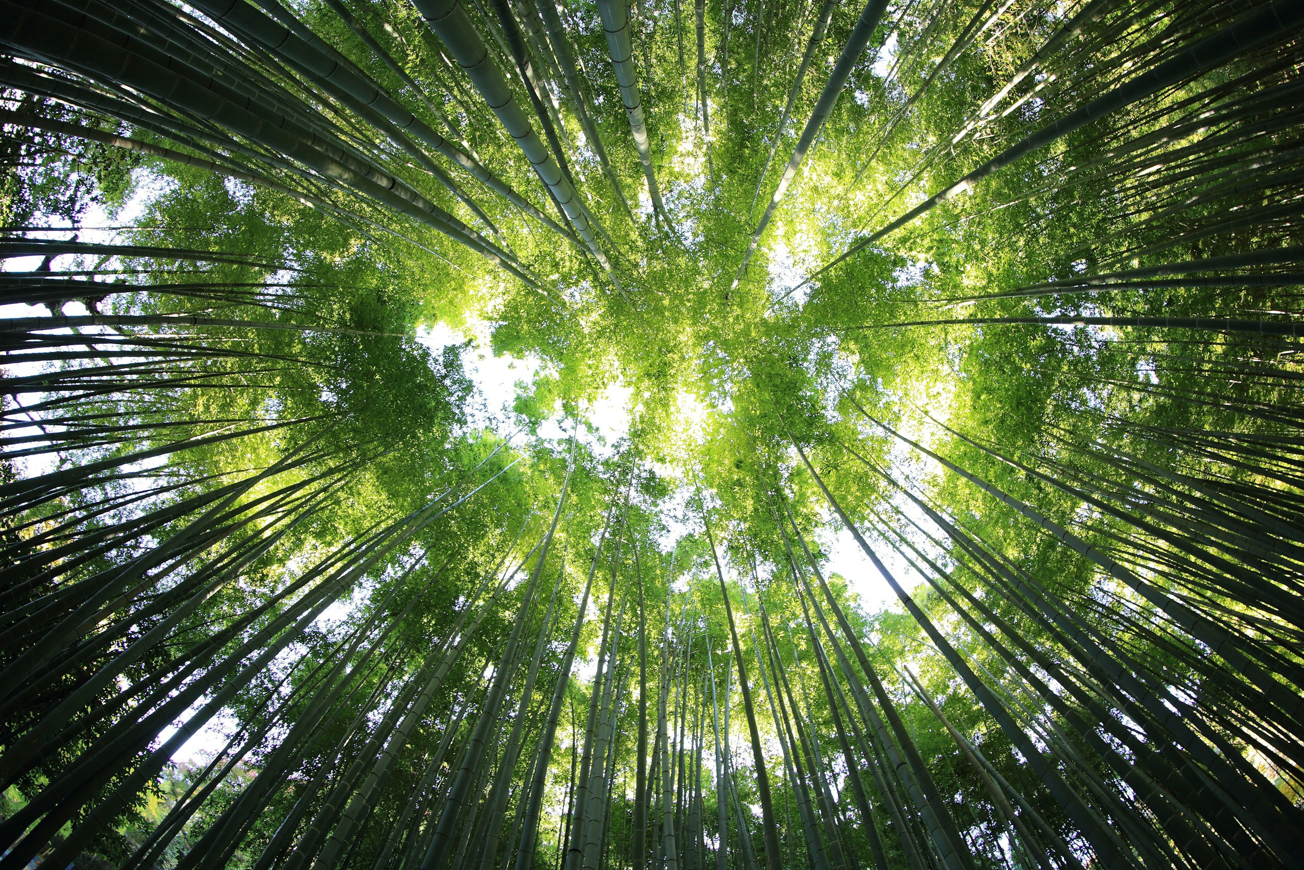 Worm's-eye view of a green bamboo forest canopy HD Wallpaper