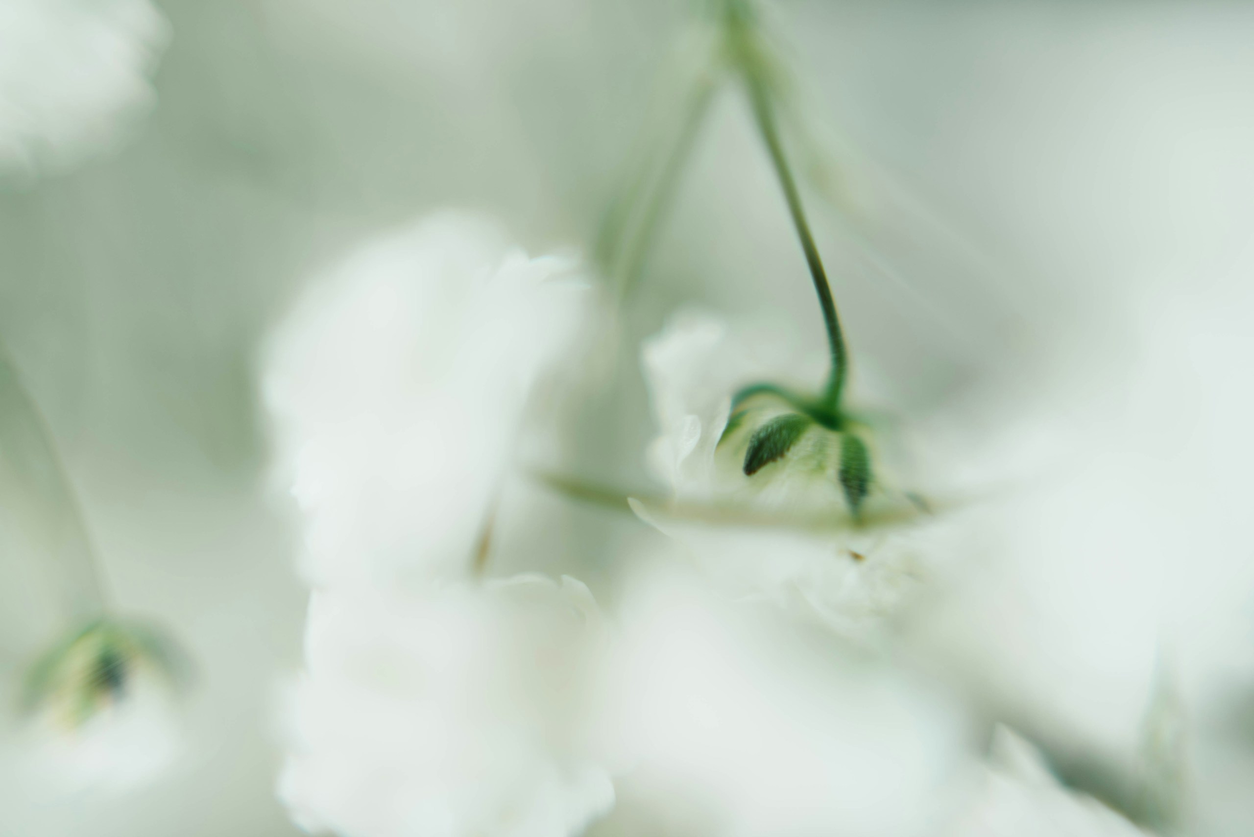 Soft focus macro of white baby's breath flowers HD Wallpaper