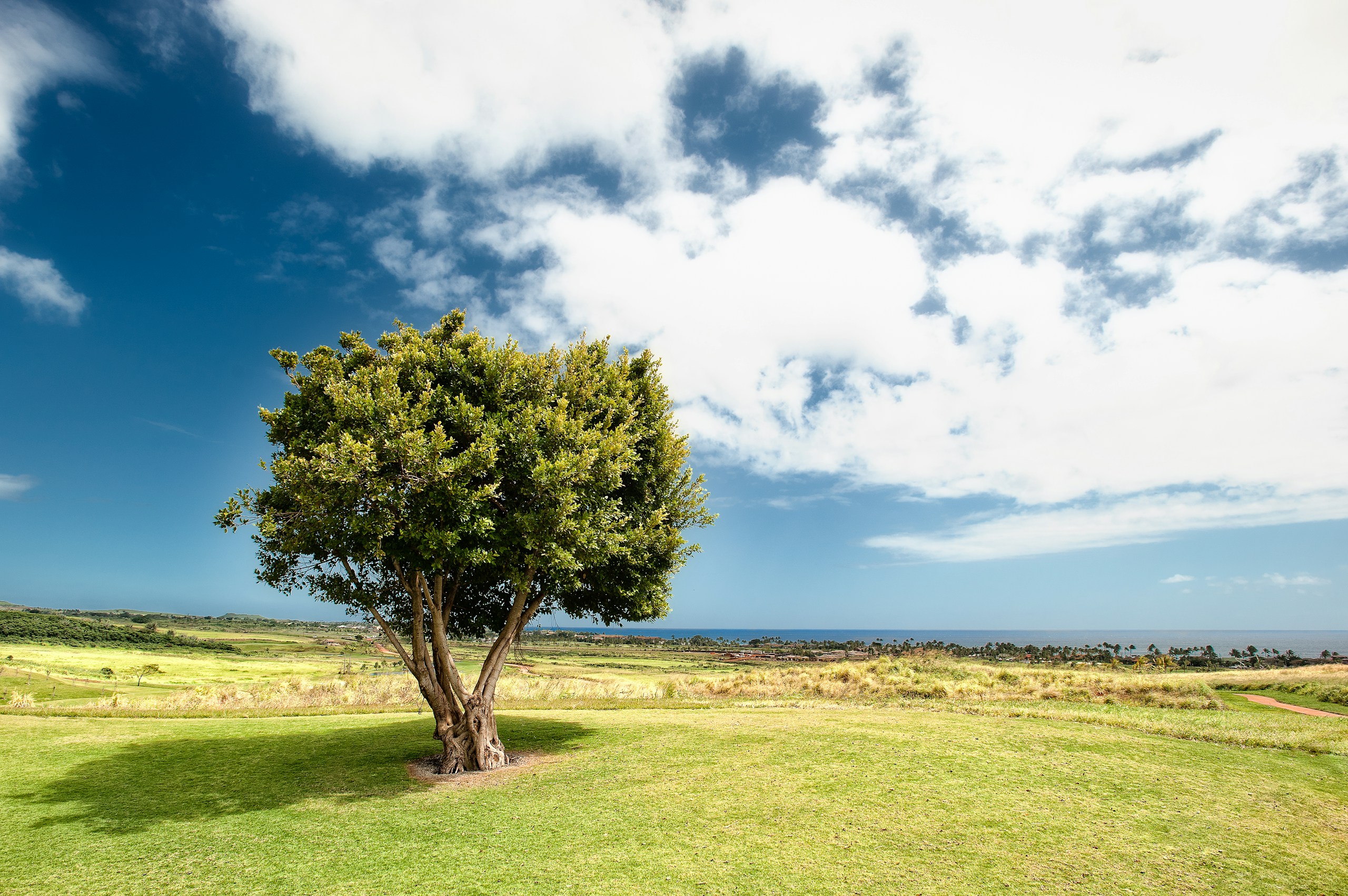 Single Green Tree in a Grassy Field Under Blue Sky HD Wallpaper